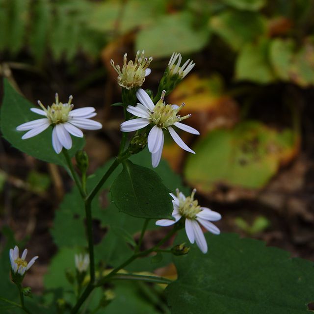 Eurybia divaricata (L.) G.L.Nesom - White wood-aster, Dendroica cerulea, CC BY 2.0 <https://creativecommons.org/licenses/by/2.0>, via Wikimedia Commons