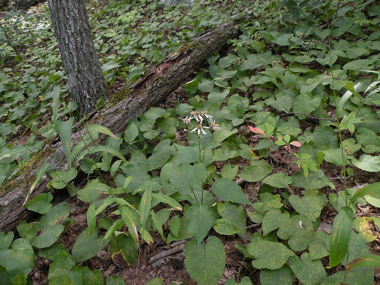 Eurybia macrophylla, Doug McGrady from Warwick, RI, USA, CC BY 2.0 <https://creativecommons.org/licenses/by/2.0>, via Wikimedia Commons