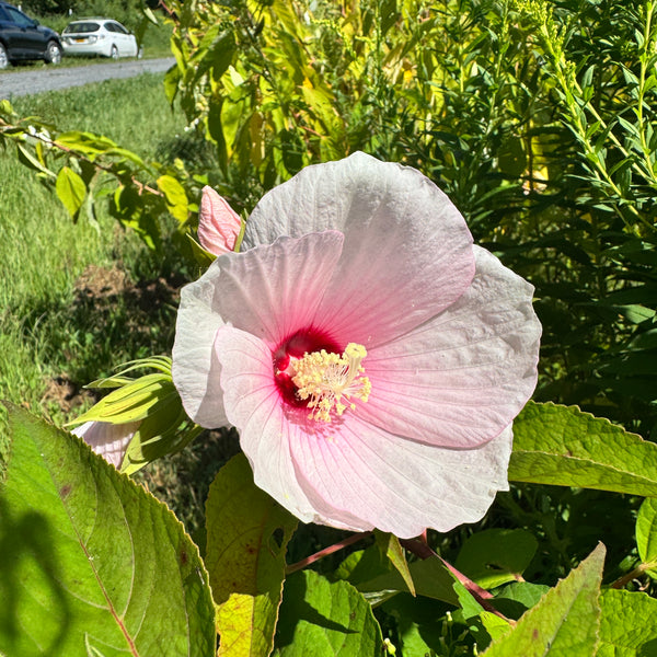 Hibiscus moscheutos