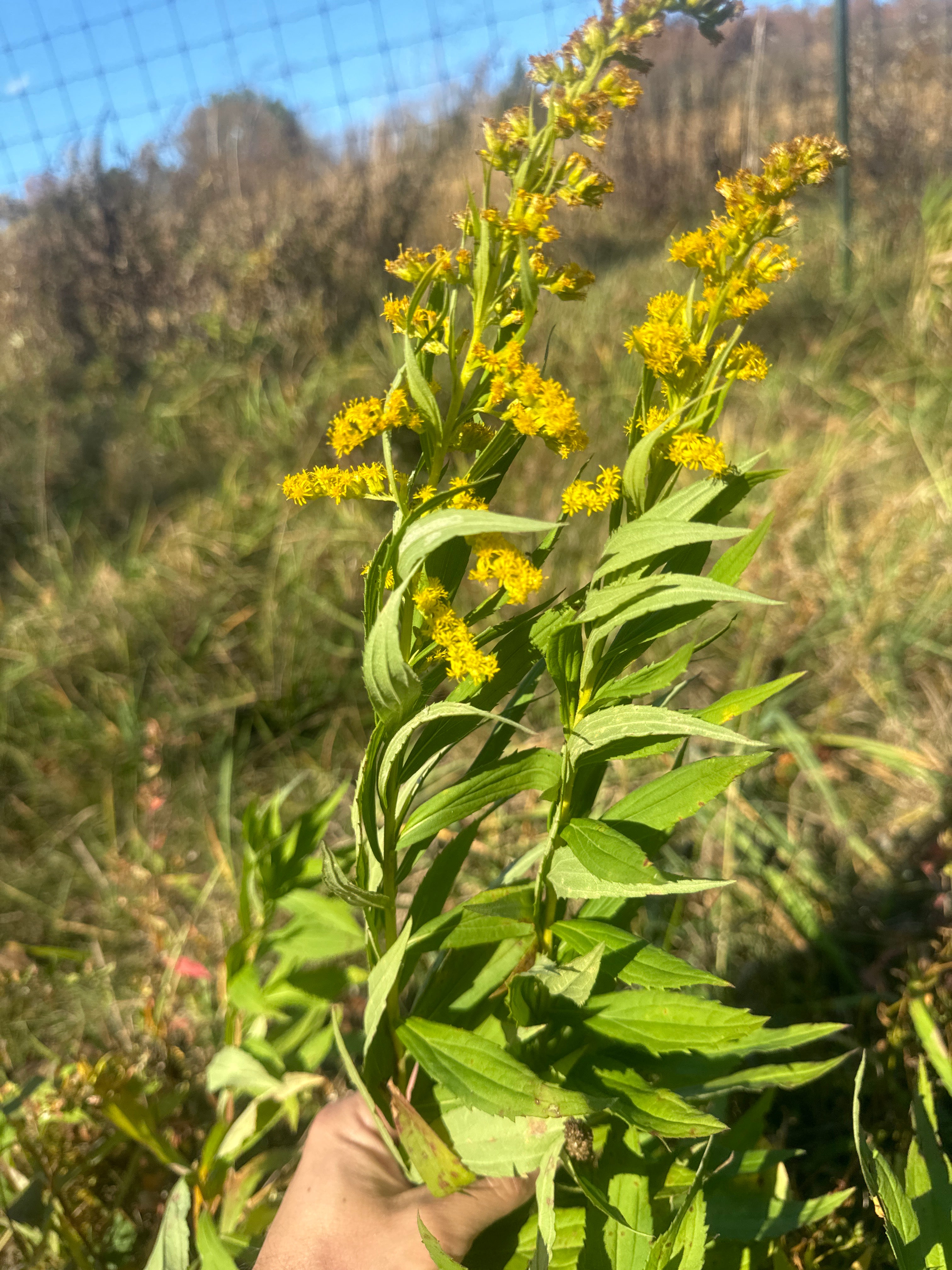 Solidago sempervirens