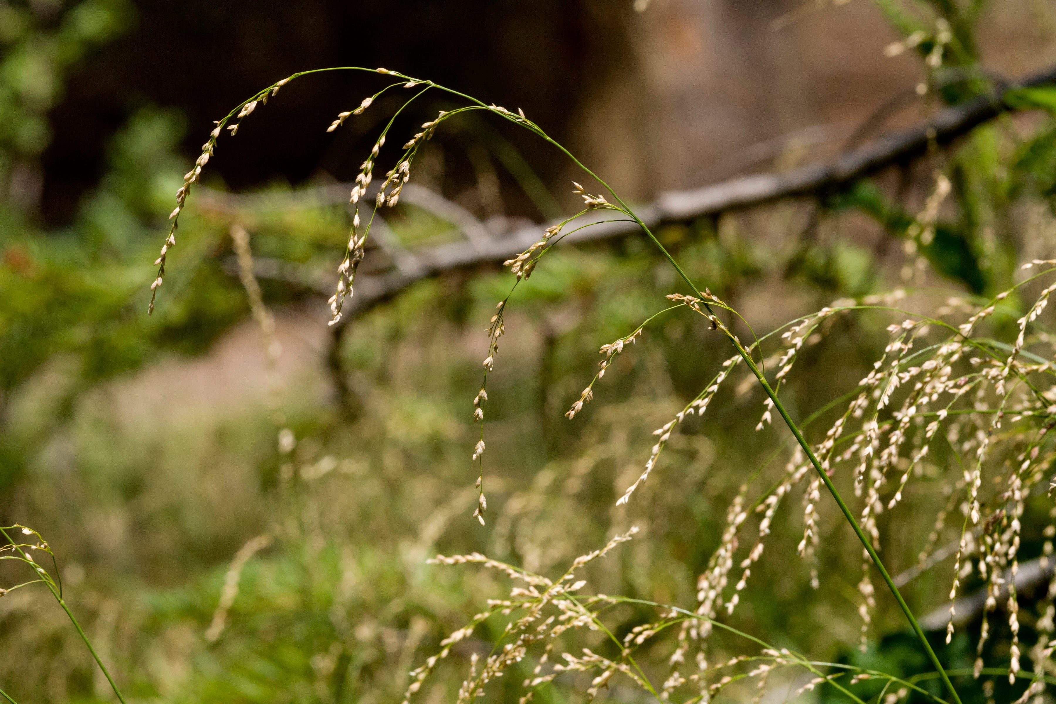 Glyceria striata
