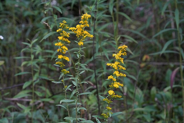 Solidago nemoralis