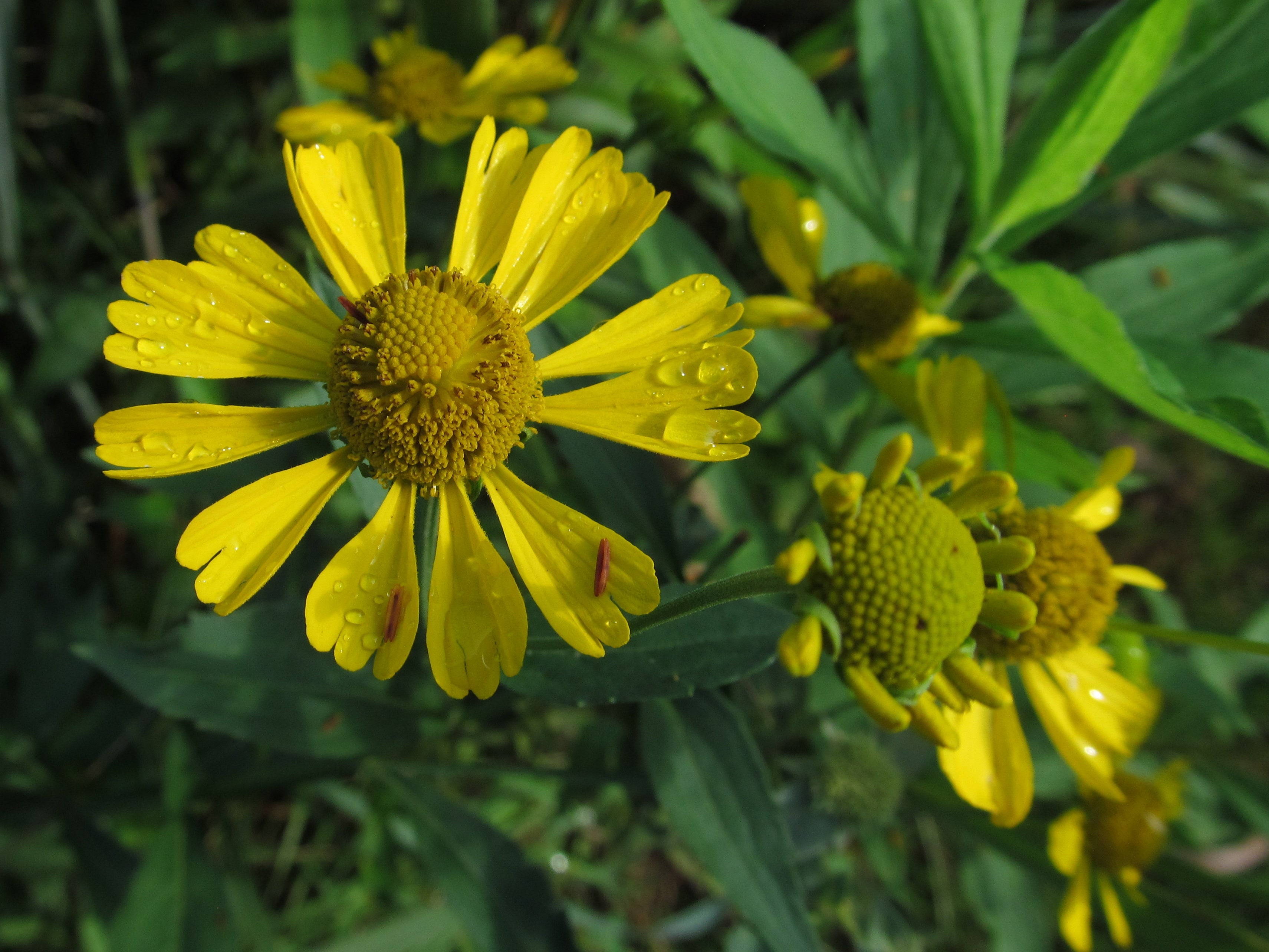 Helenium autumnale