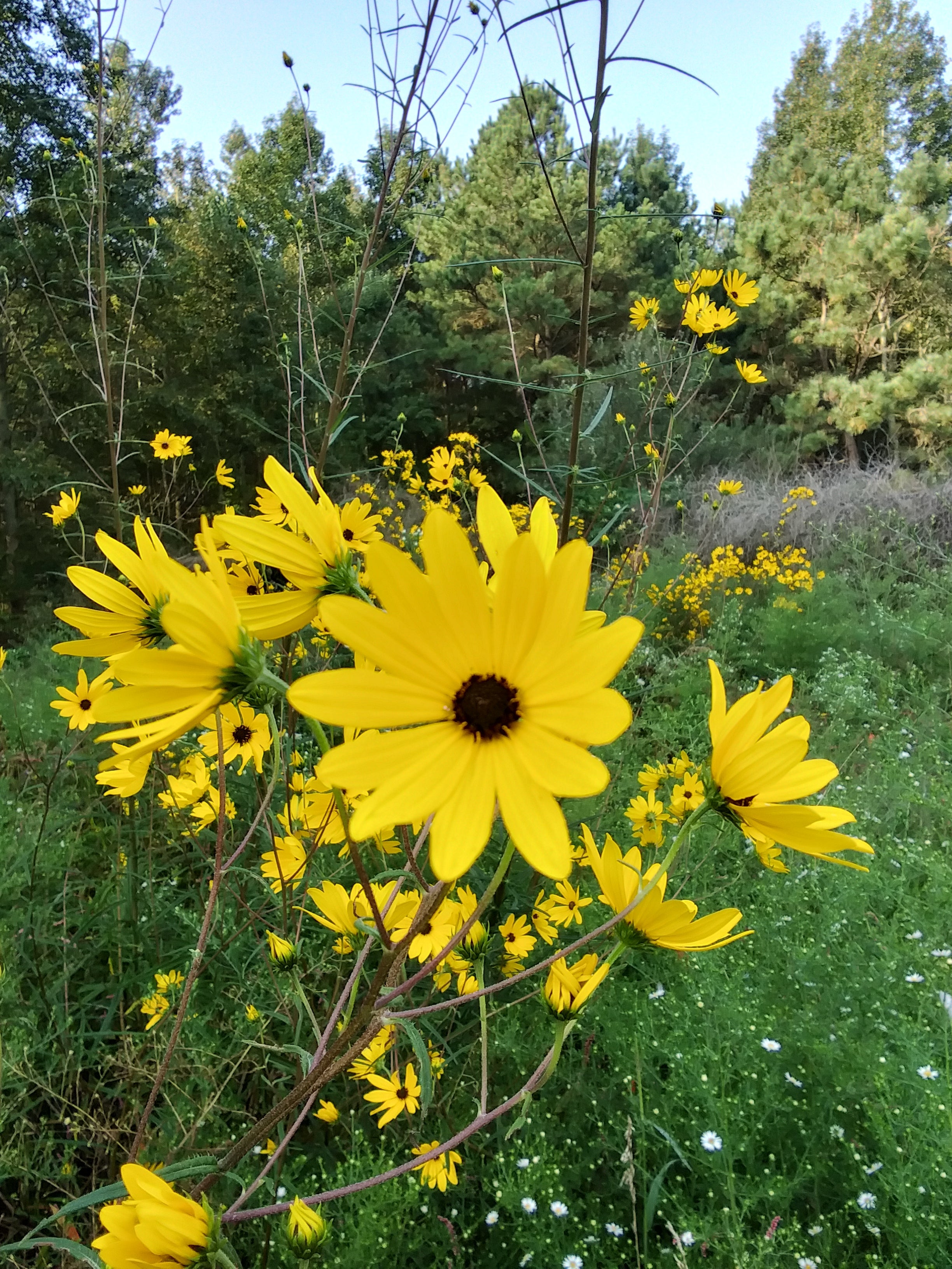 Helianthus angustifolius