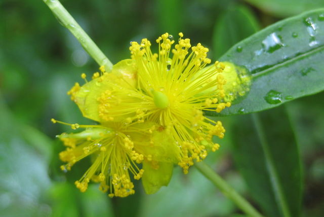 Hypericum prolificum