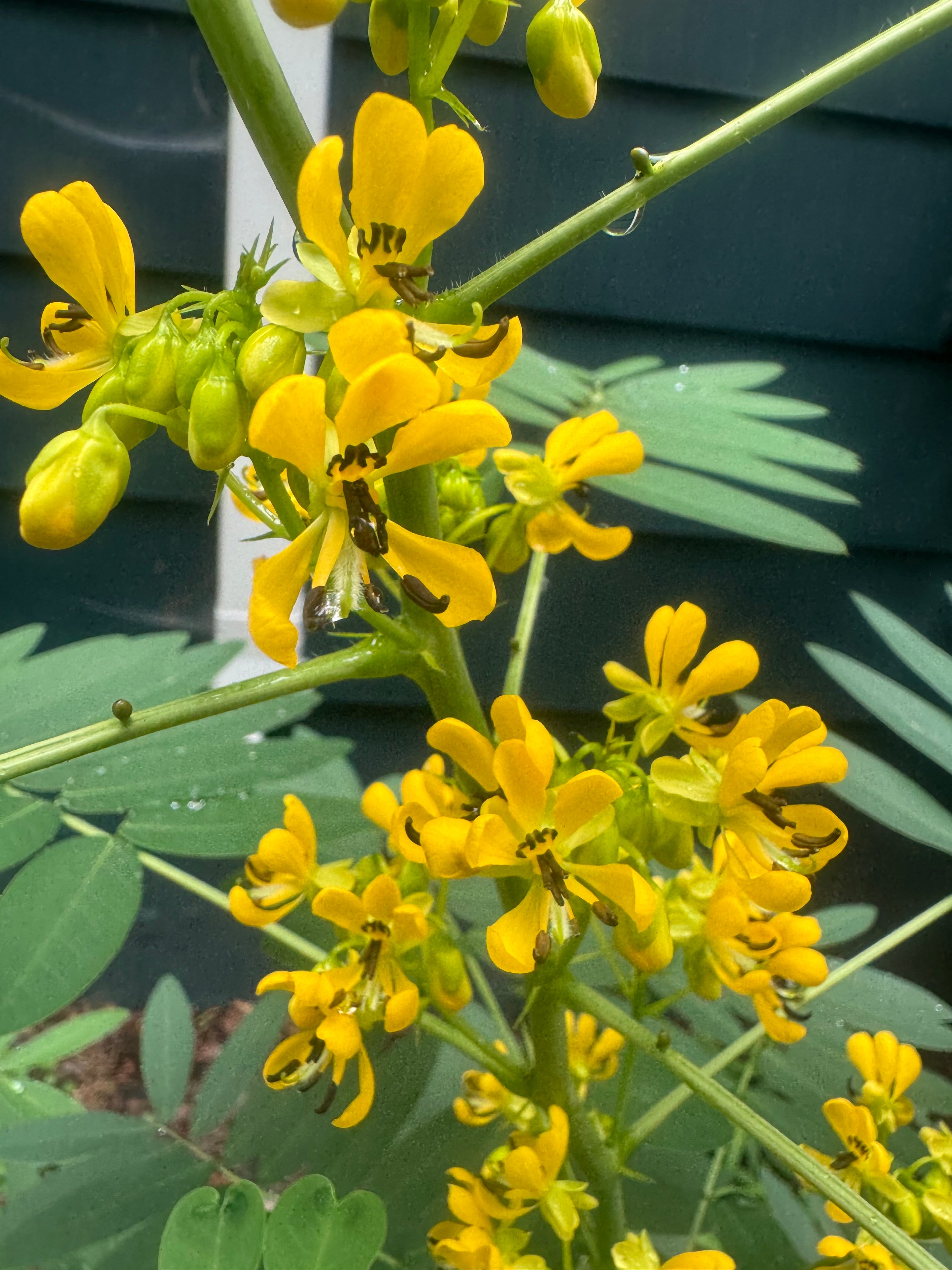 Senna hebecarpa