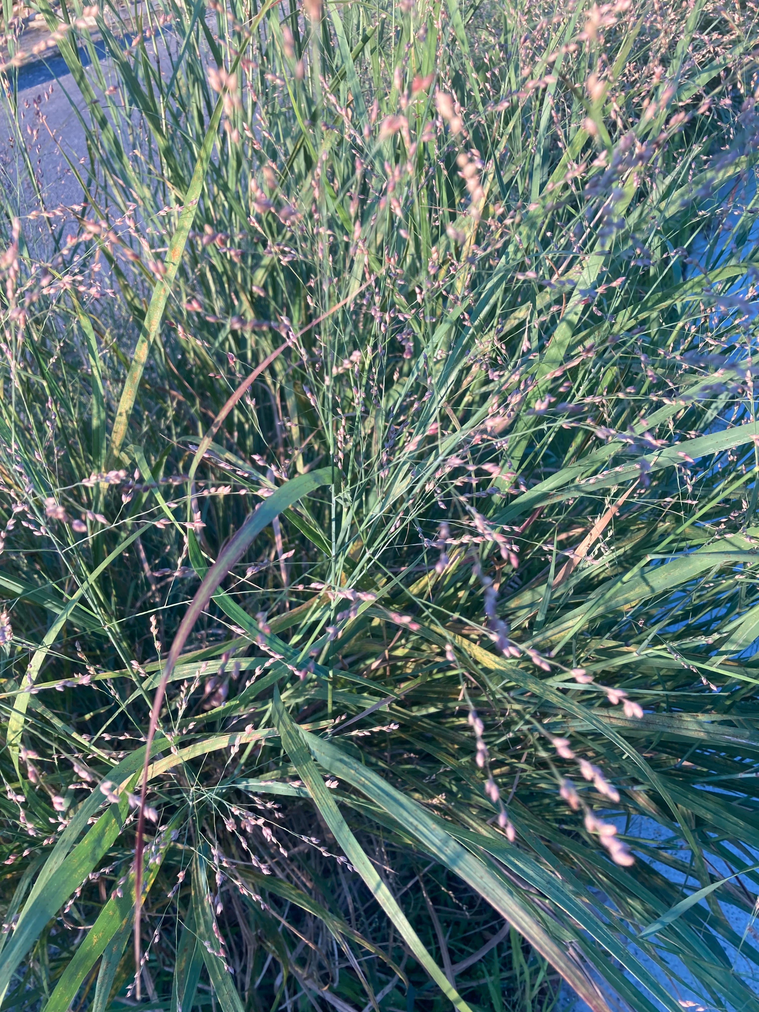 Eragrostis spectabilis