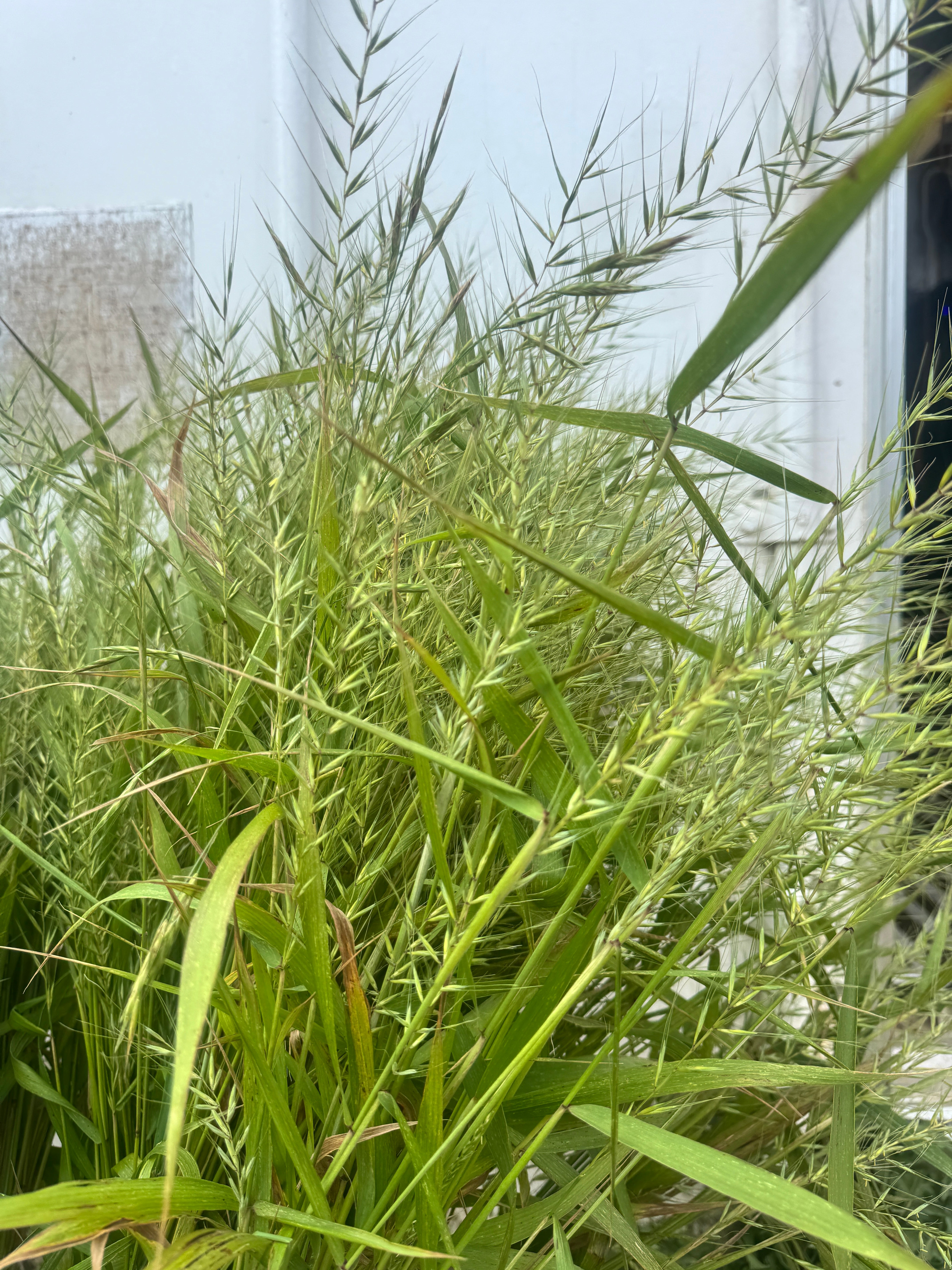 Elymus hystrix