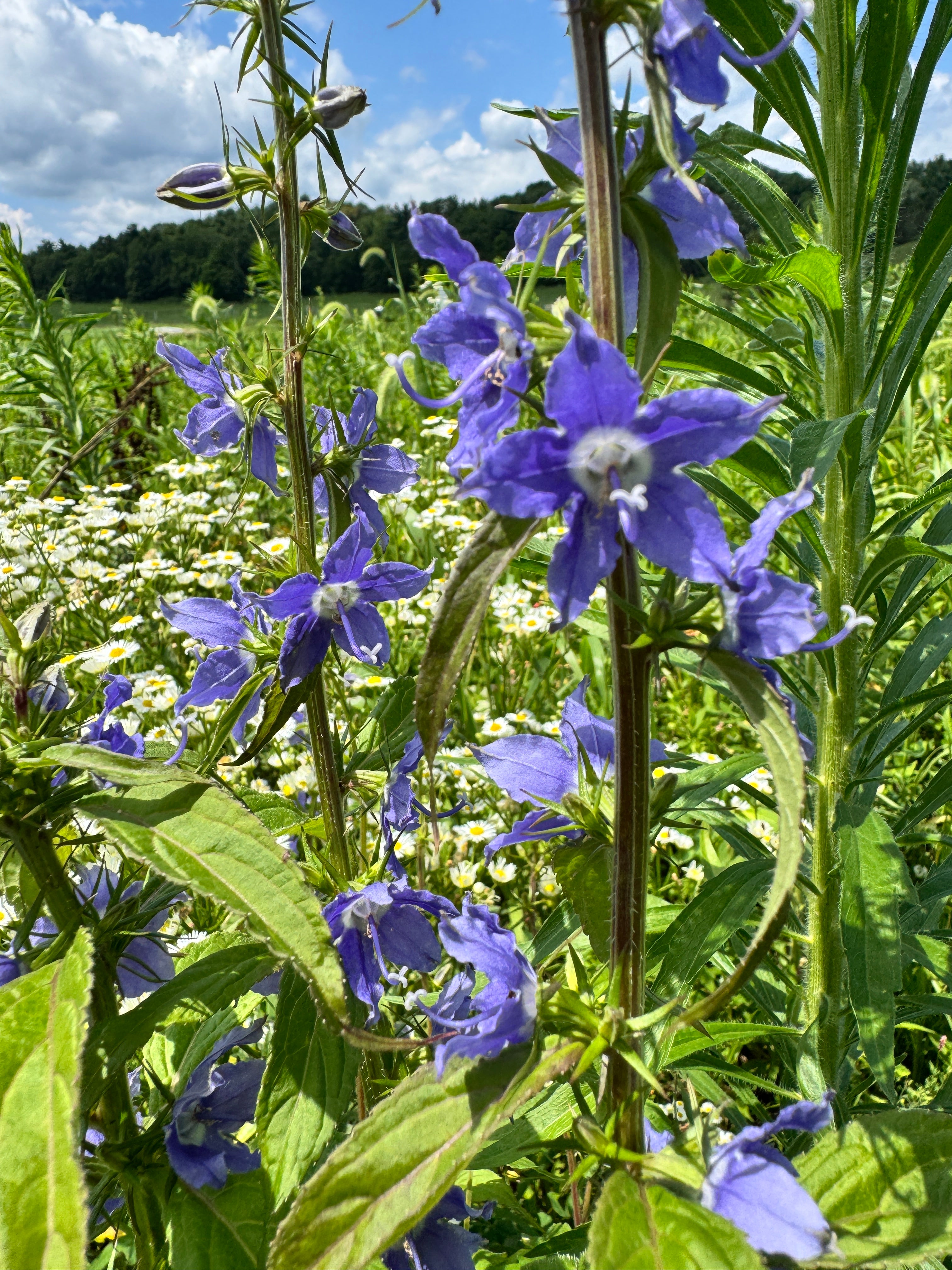 Campanula americana