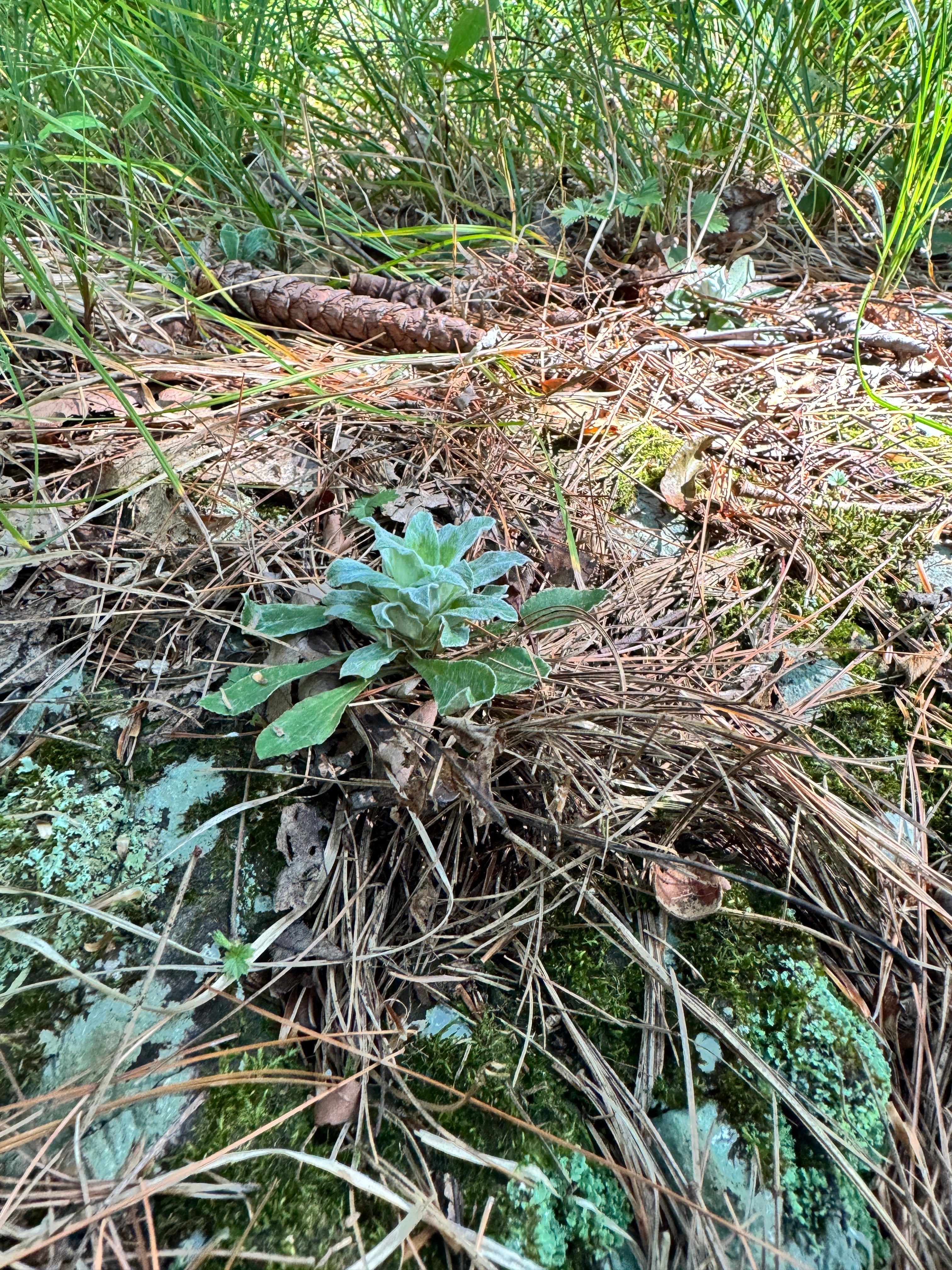Antennaria plantaginifolia
