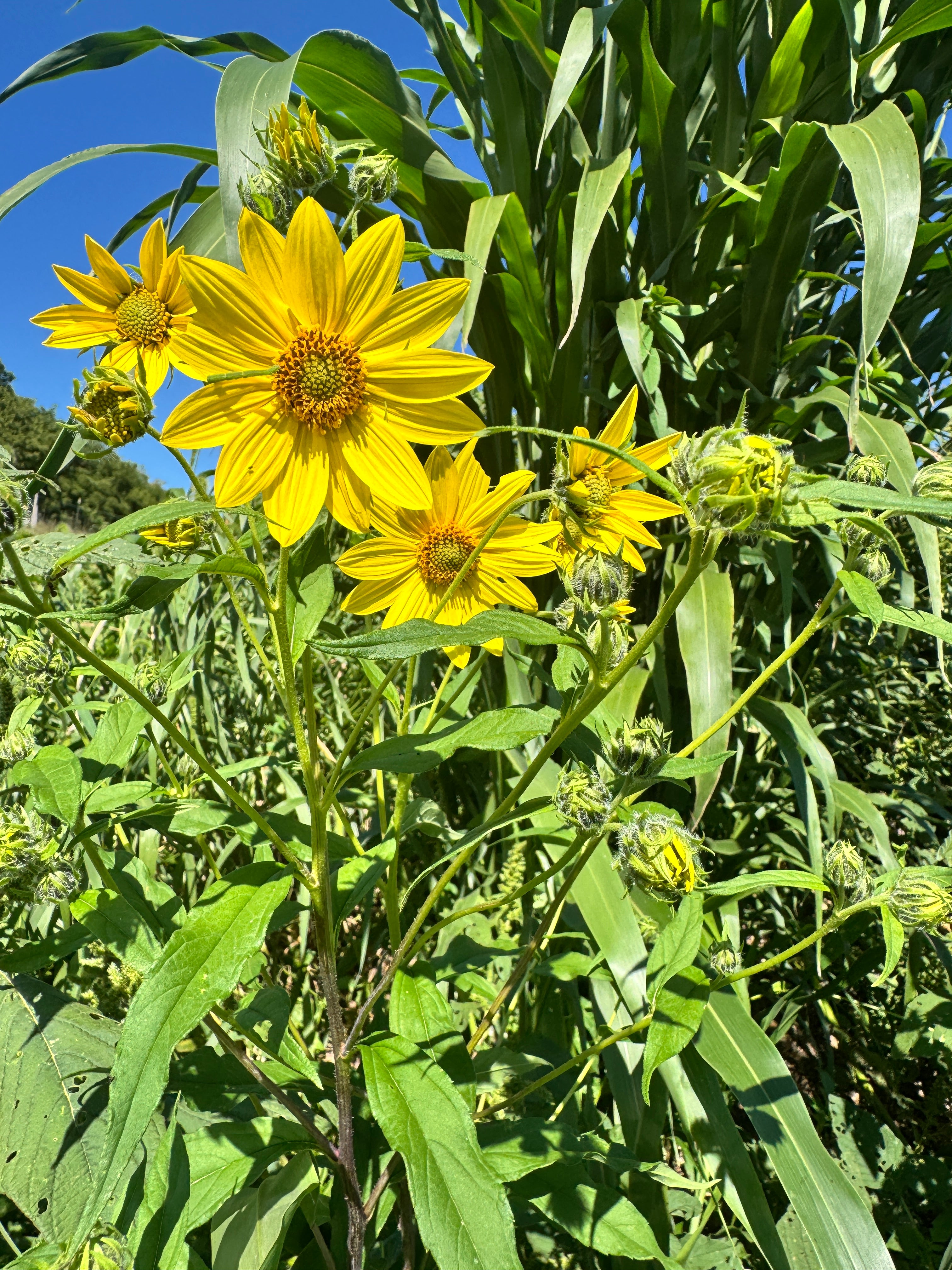 Helianthus giganteus