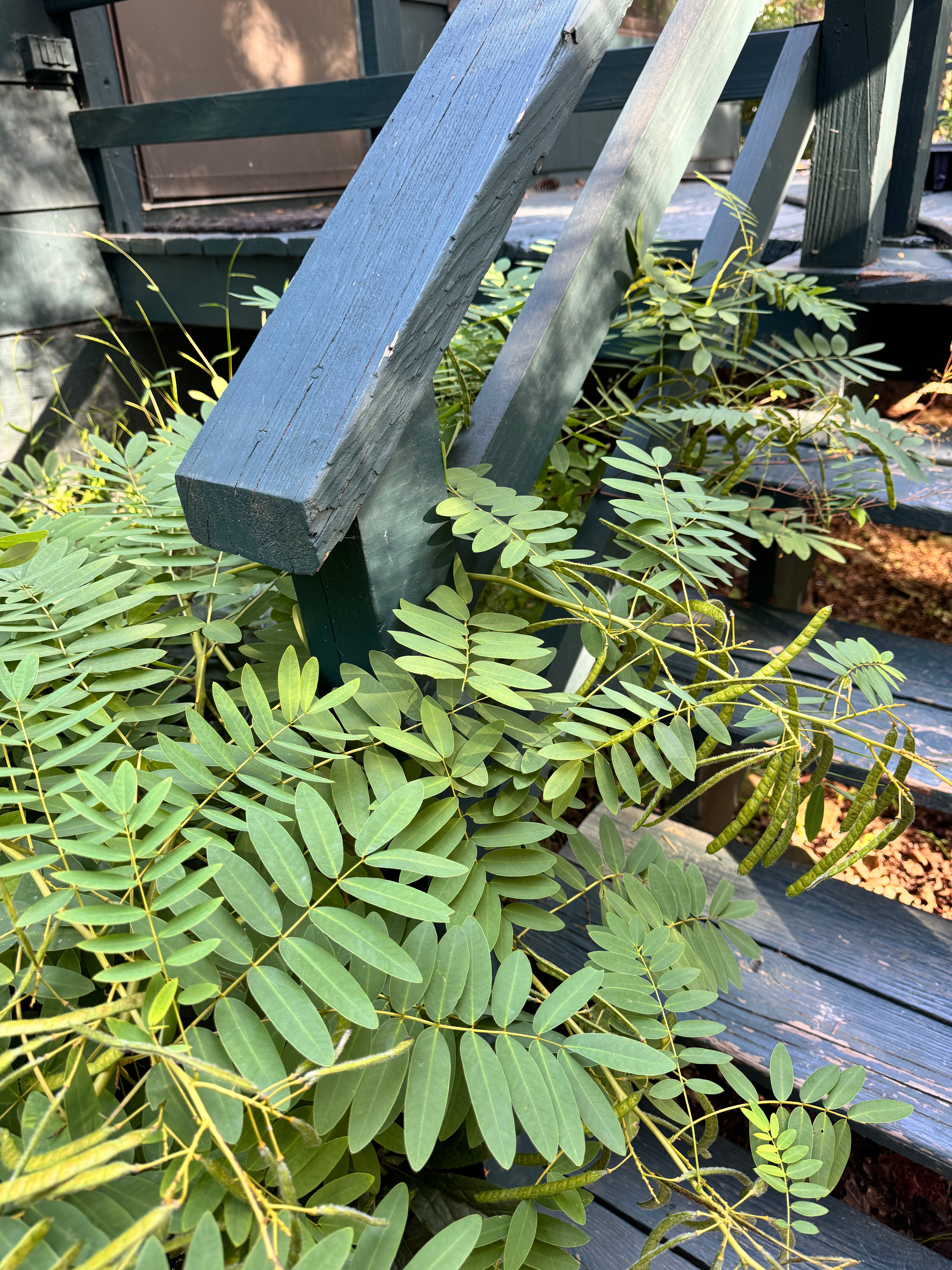 Senna hebecarpa