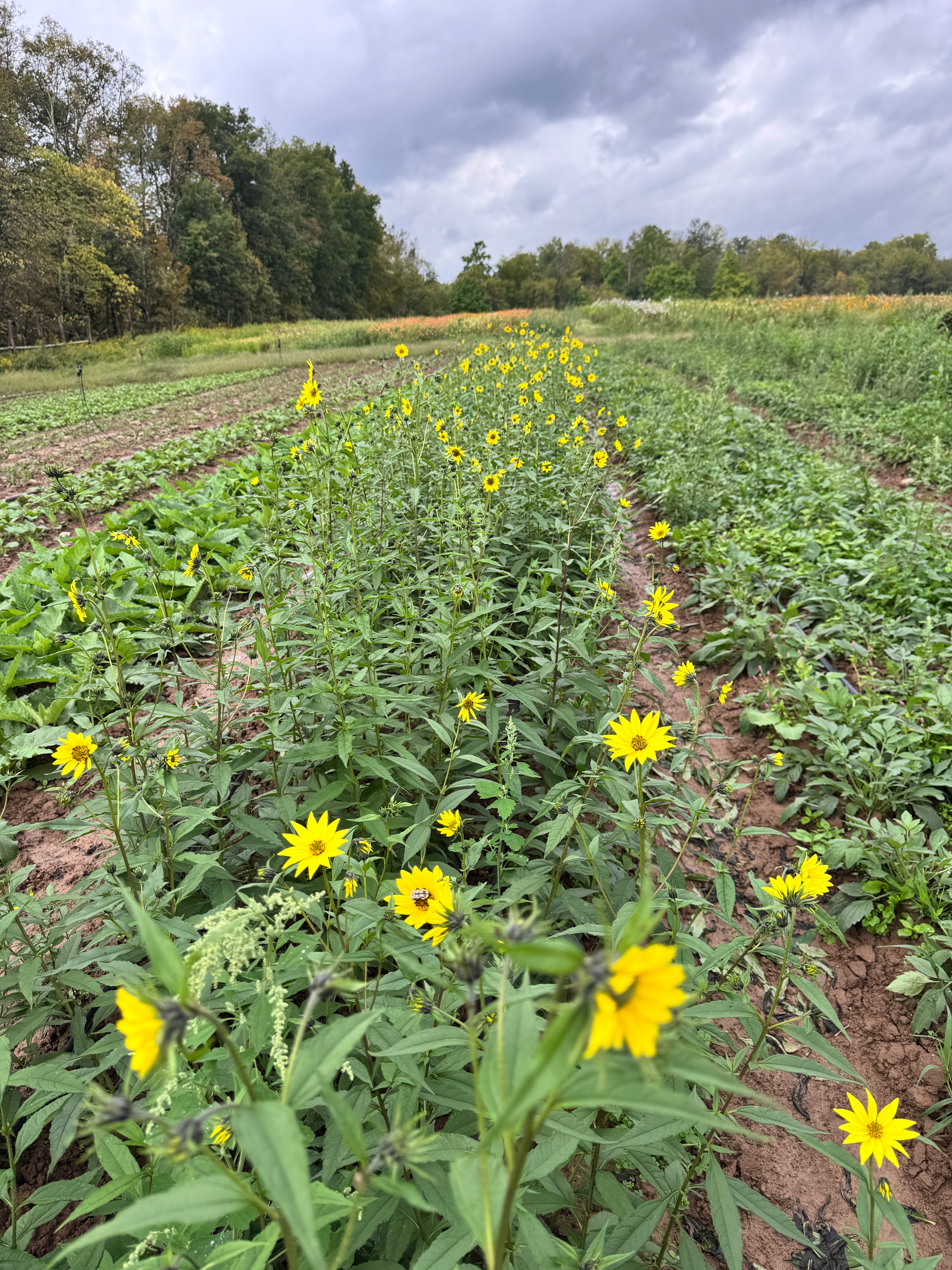 Helianthus giganteus