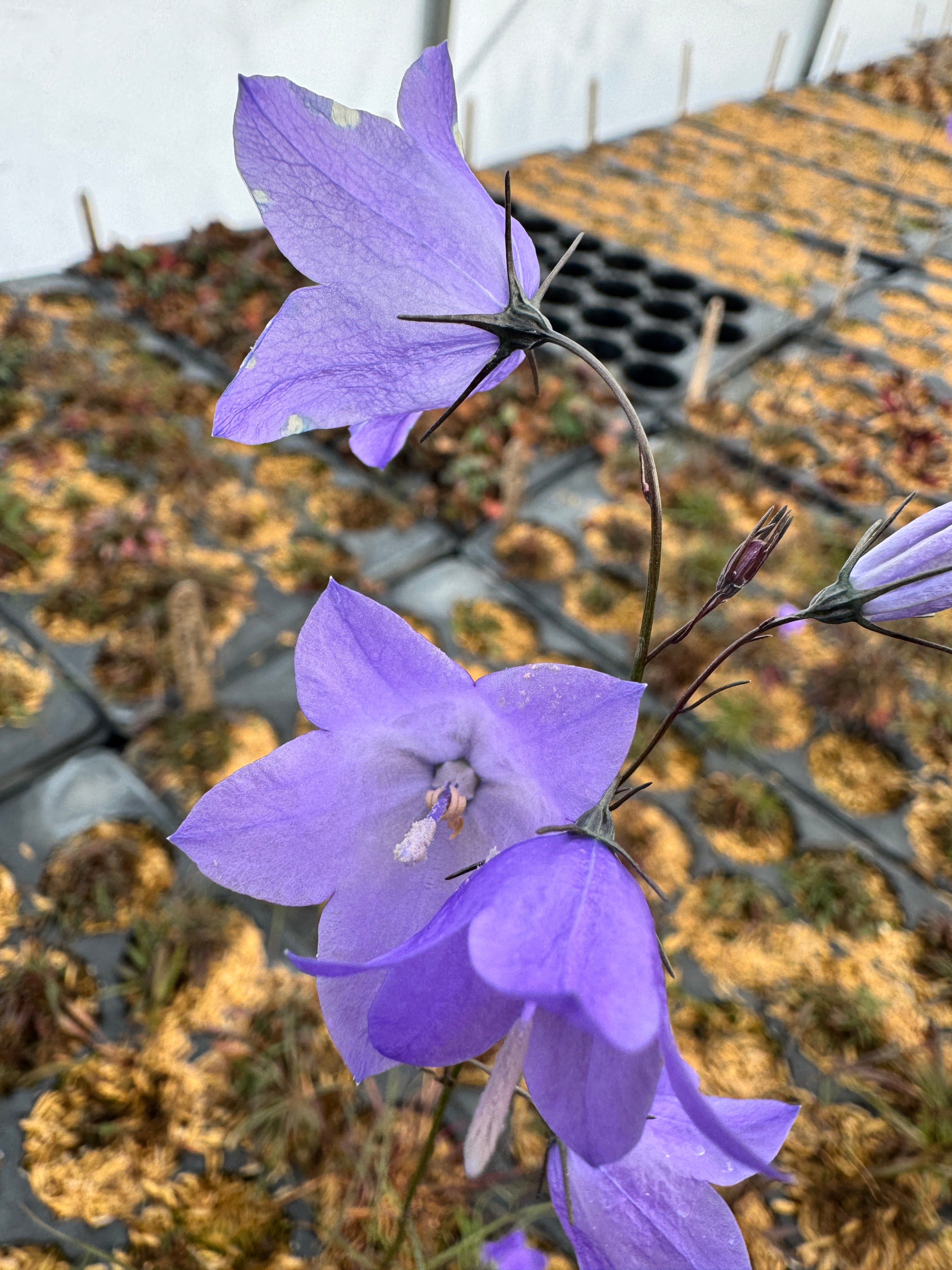 Campanula rotundifolia