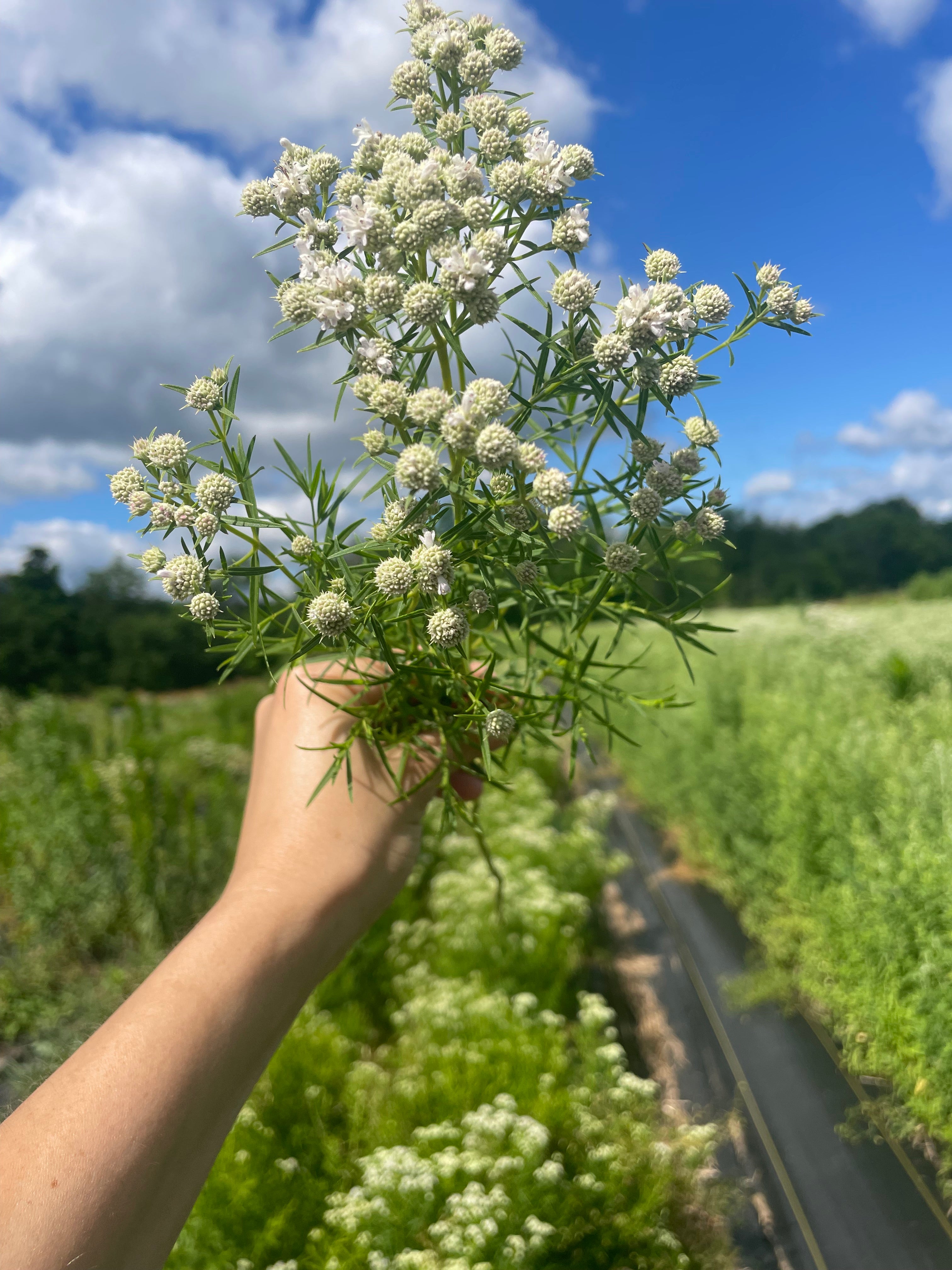 Pycnanthemum tenuifolium