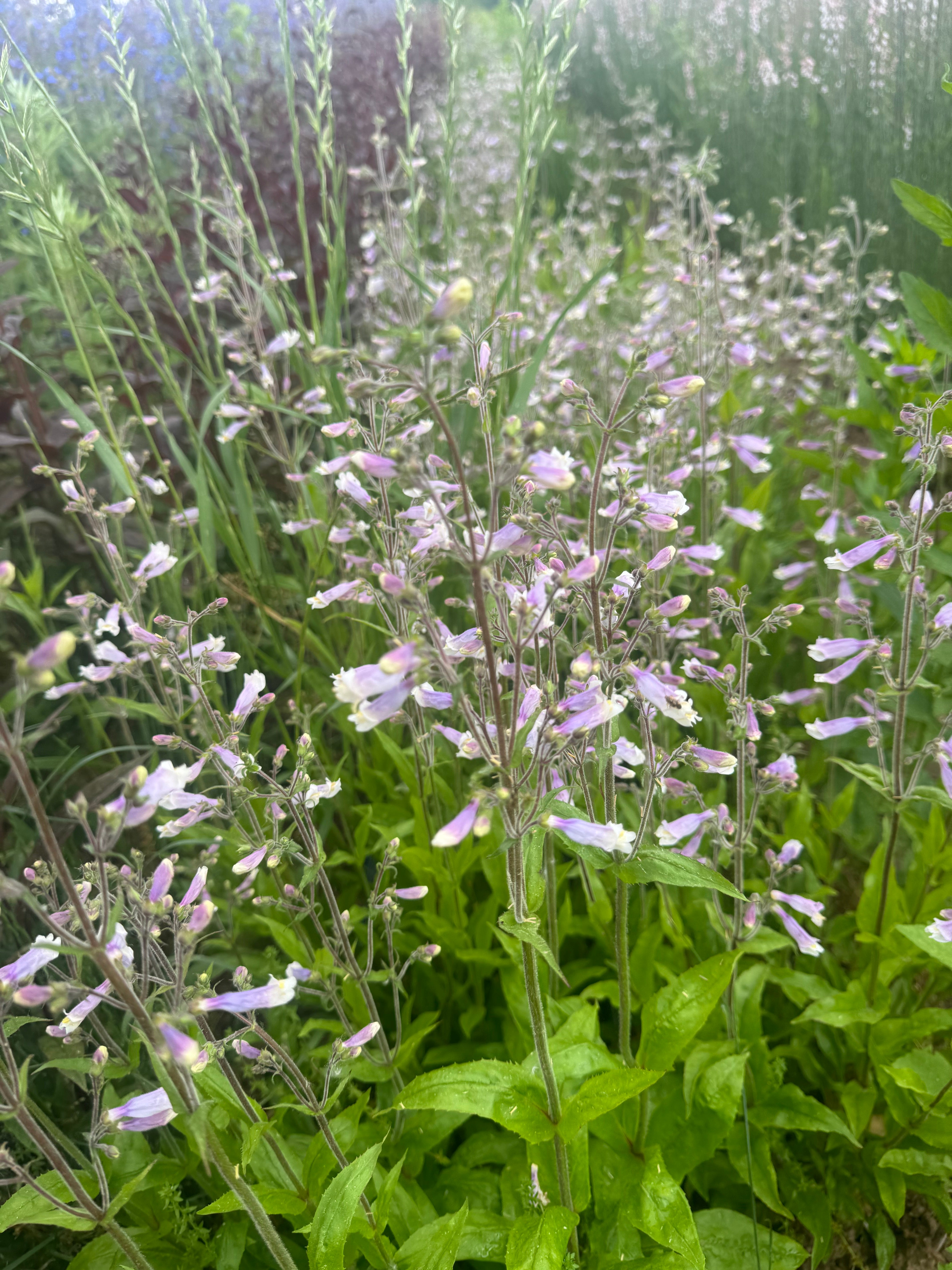 Penstemon hirsutus