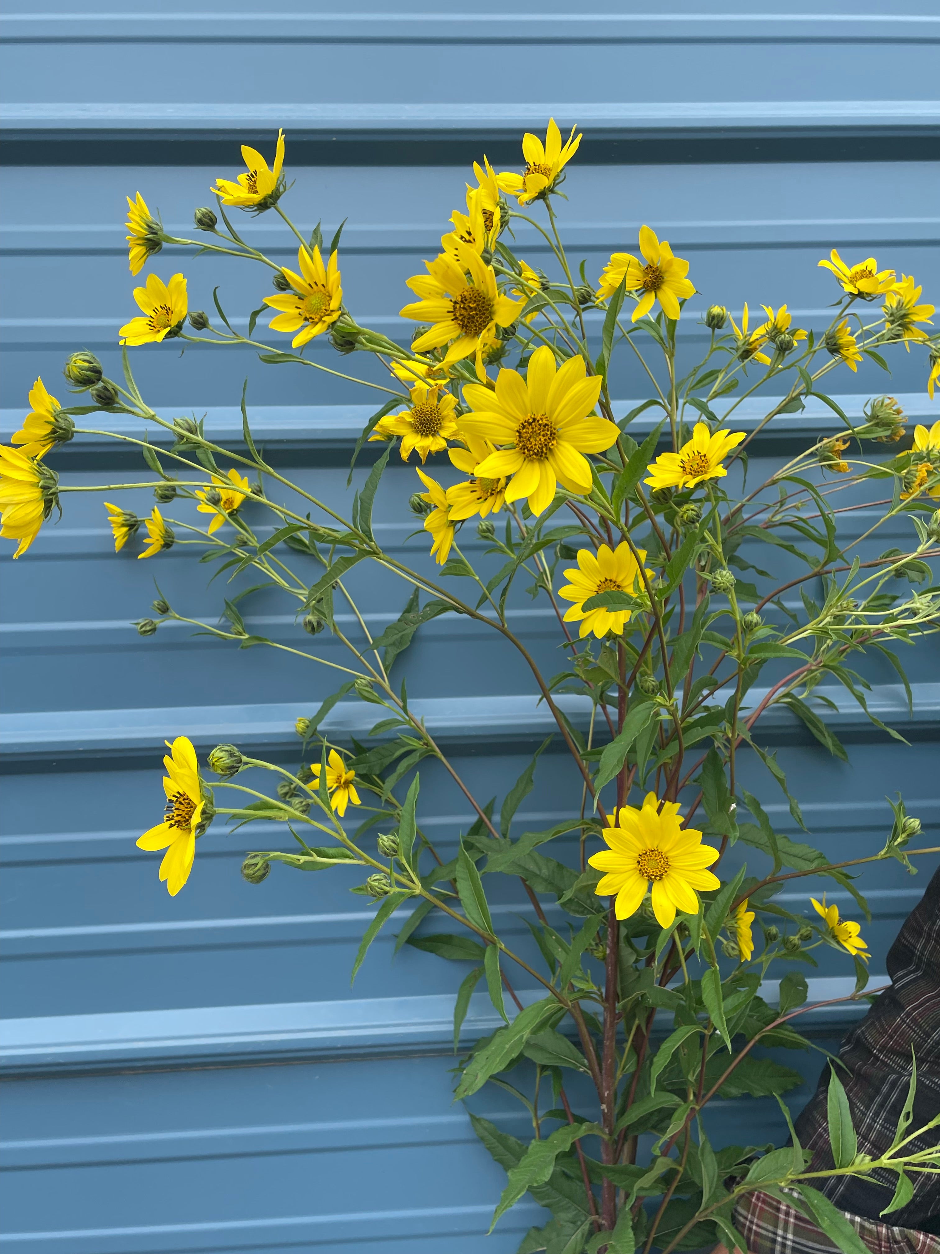 Helianthus giganteus