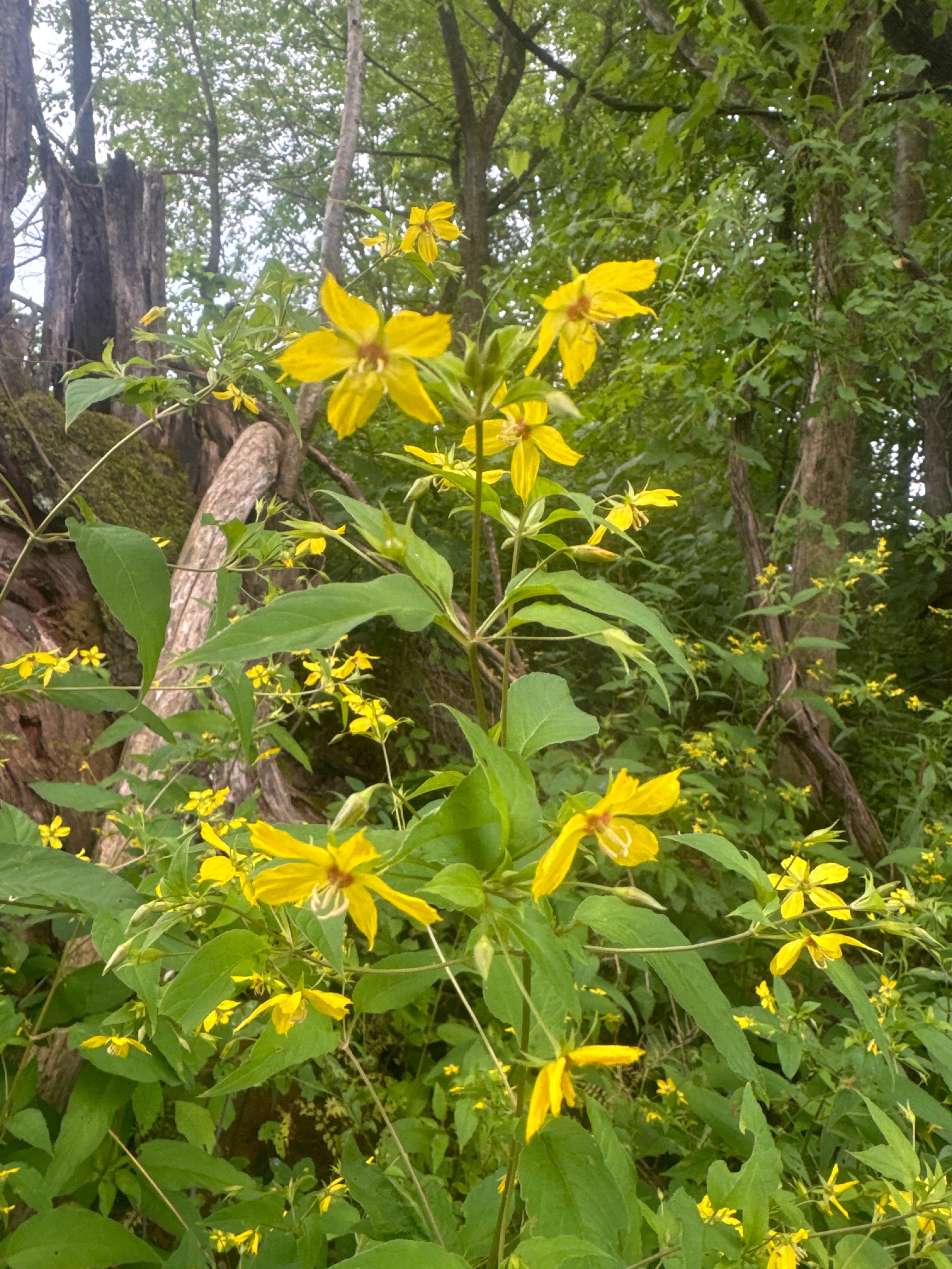 Lysimachia ciliata