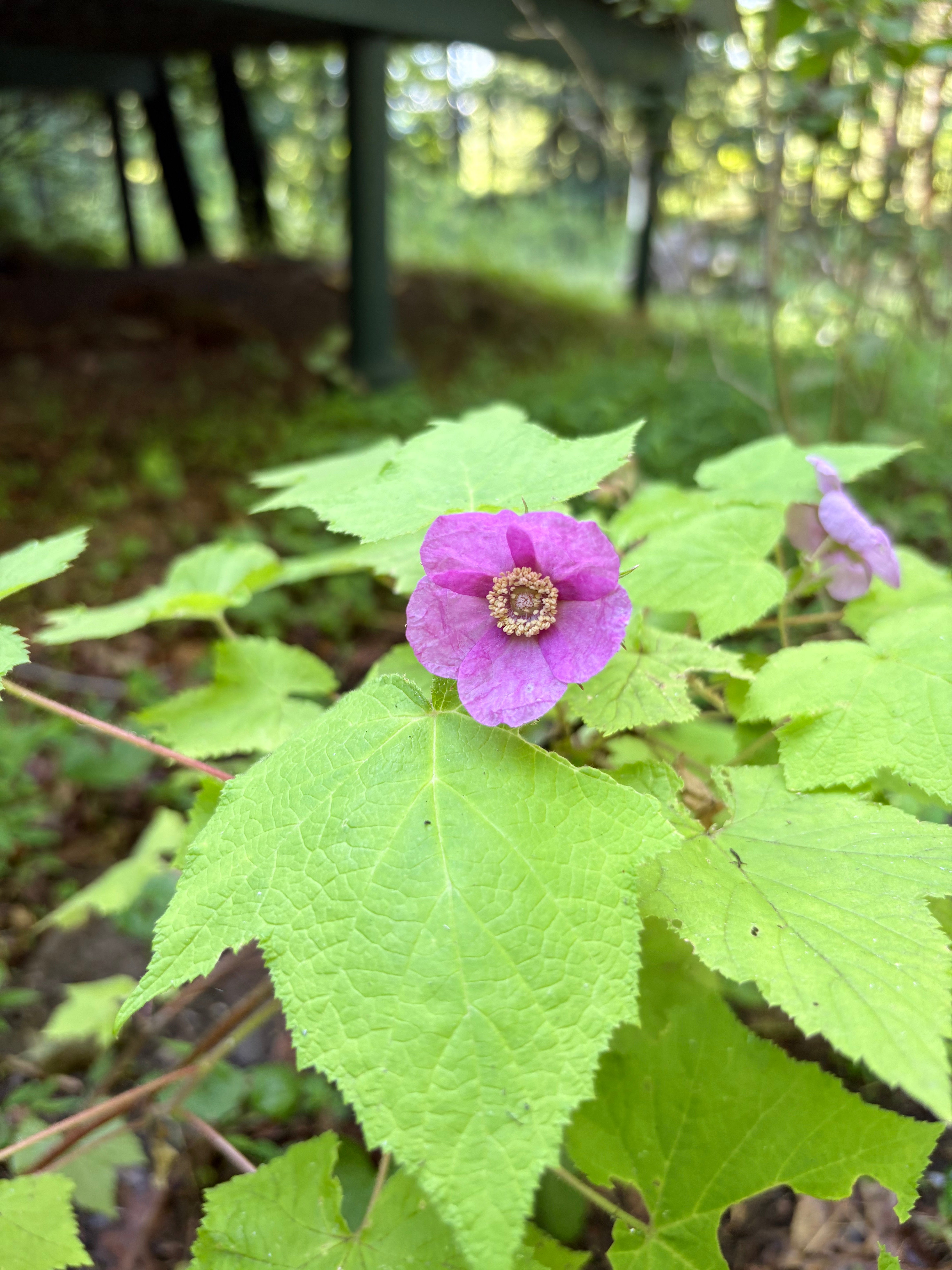 Rubus odoratus