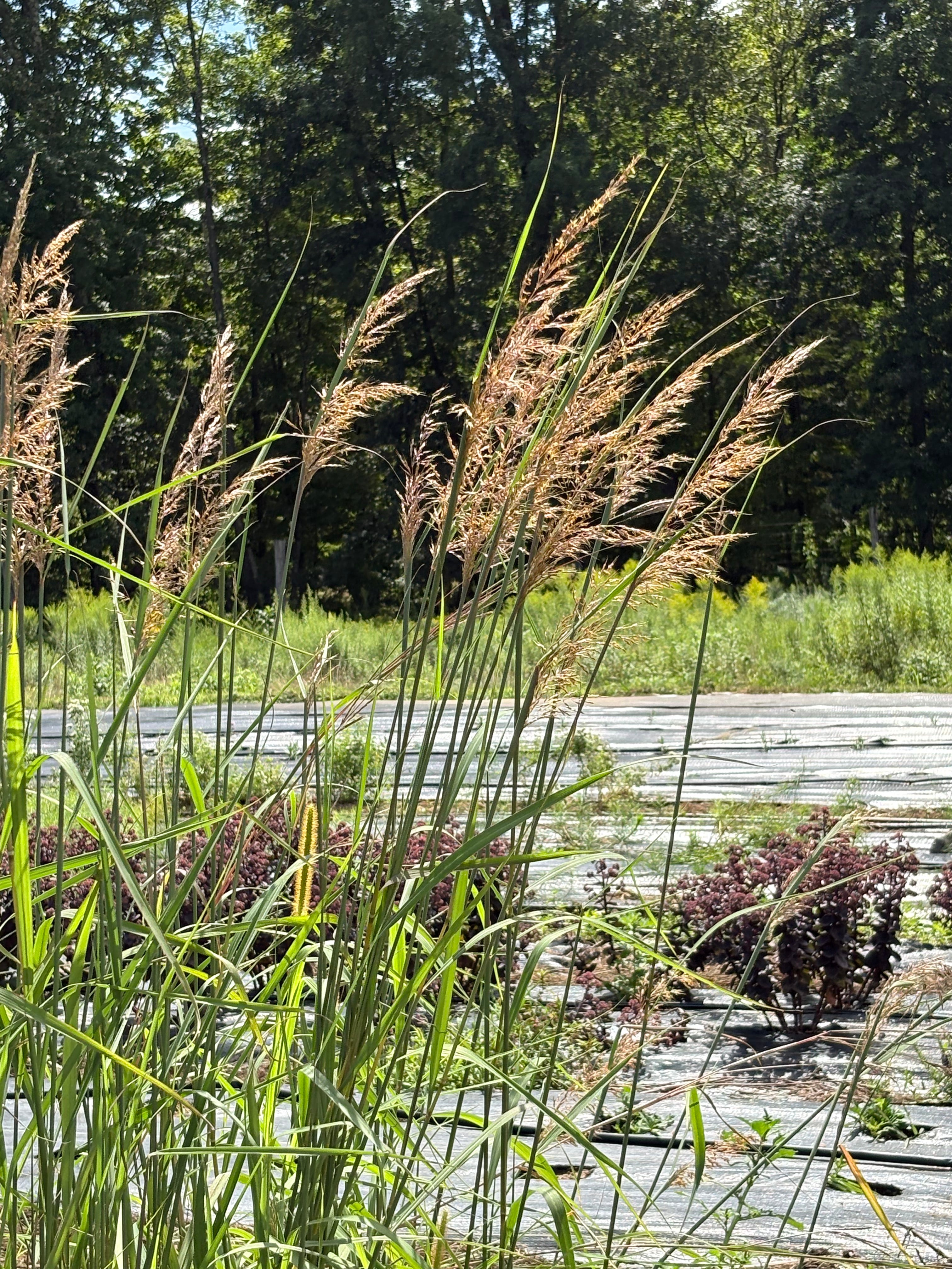 Sorghastrum nutans
