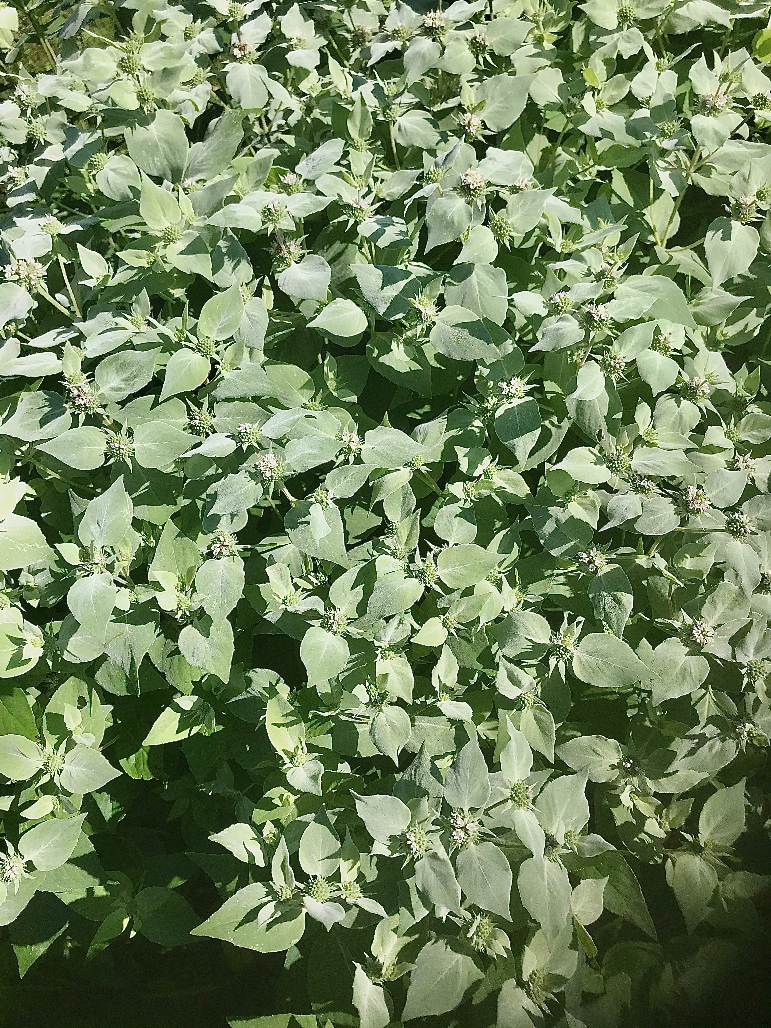 Pycnanthemum muticum