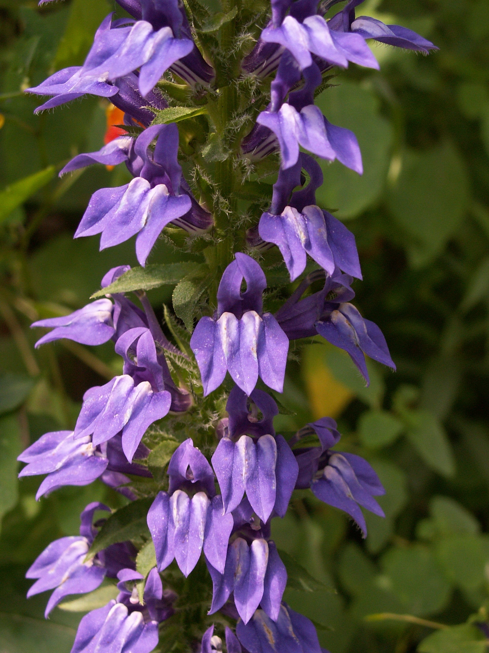 Lobelia siphilitica