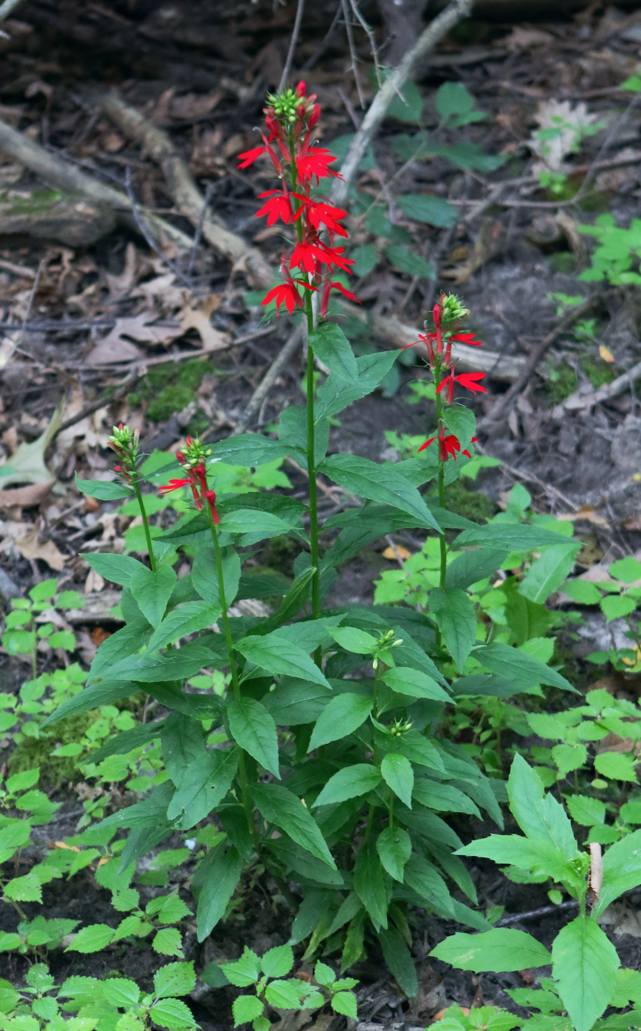 Lobelia cardinalis