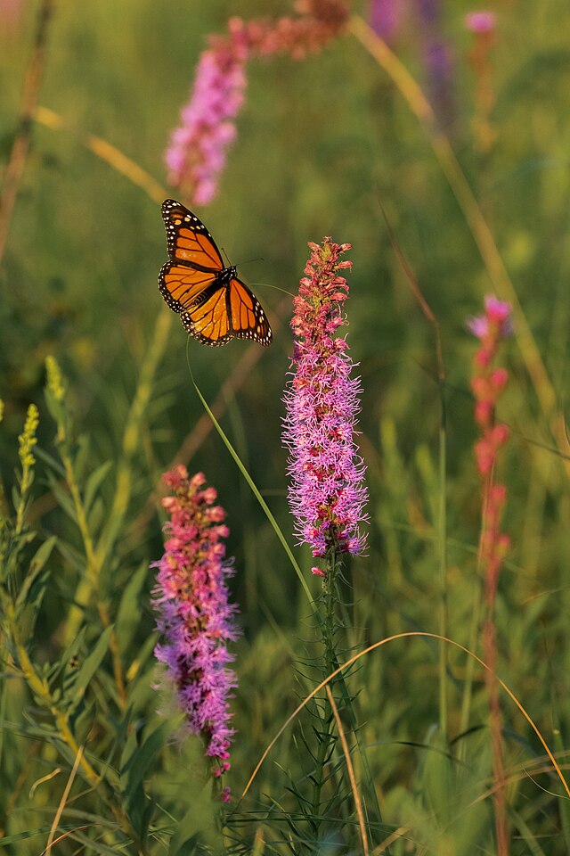 Liatris spicata