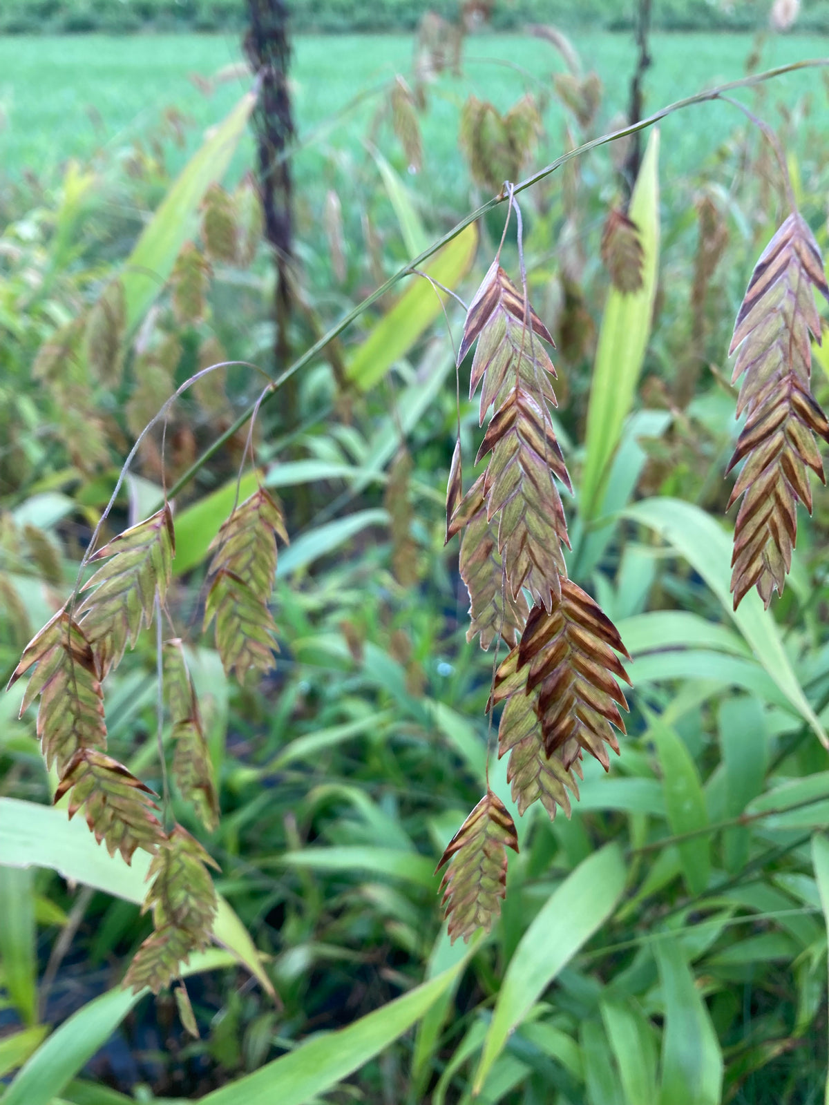 Native Grasses with Brown Seeds