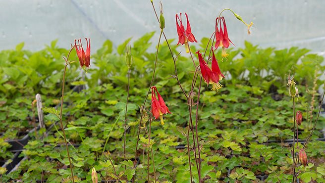 Native plant starts with red flowers in a tray.