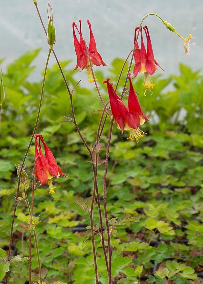 Red flowering native plant plugs growing in a greenhouse setting.