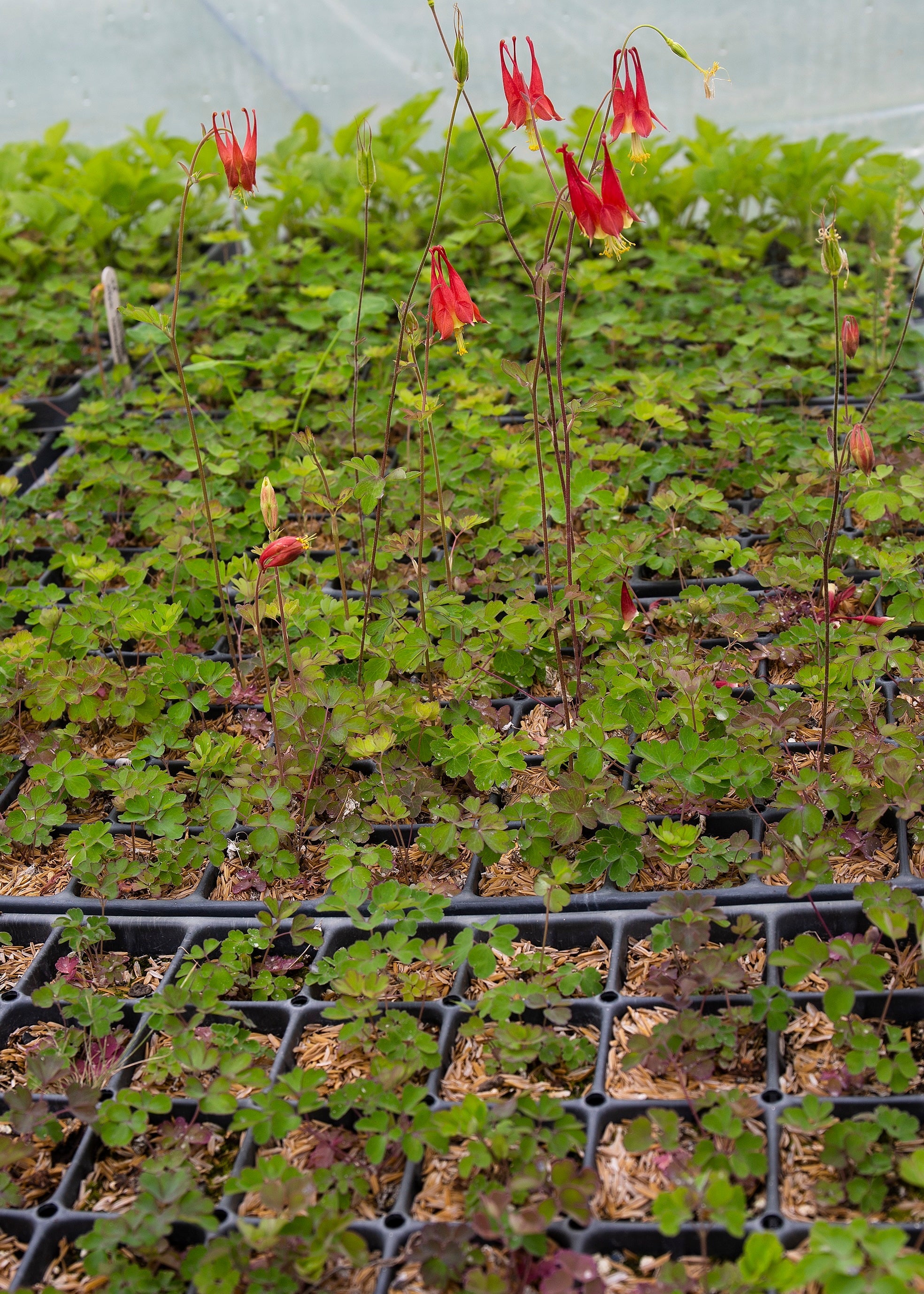 Red Columbine plant starts in black trays in greenhouse setting.
