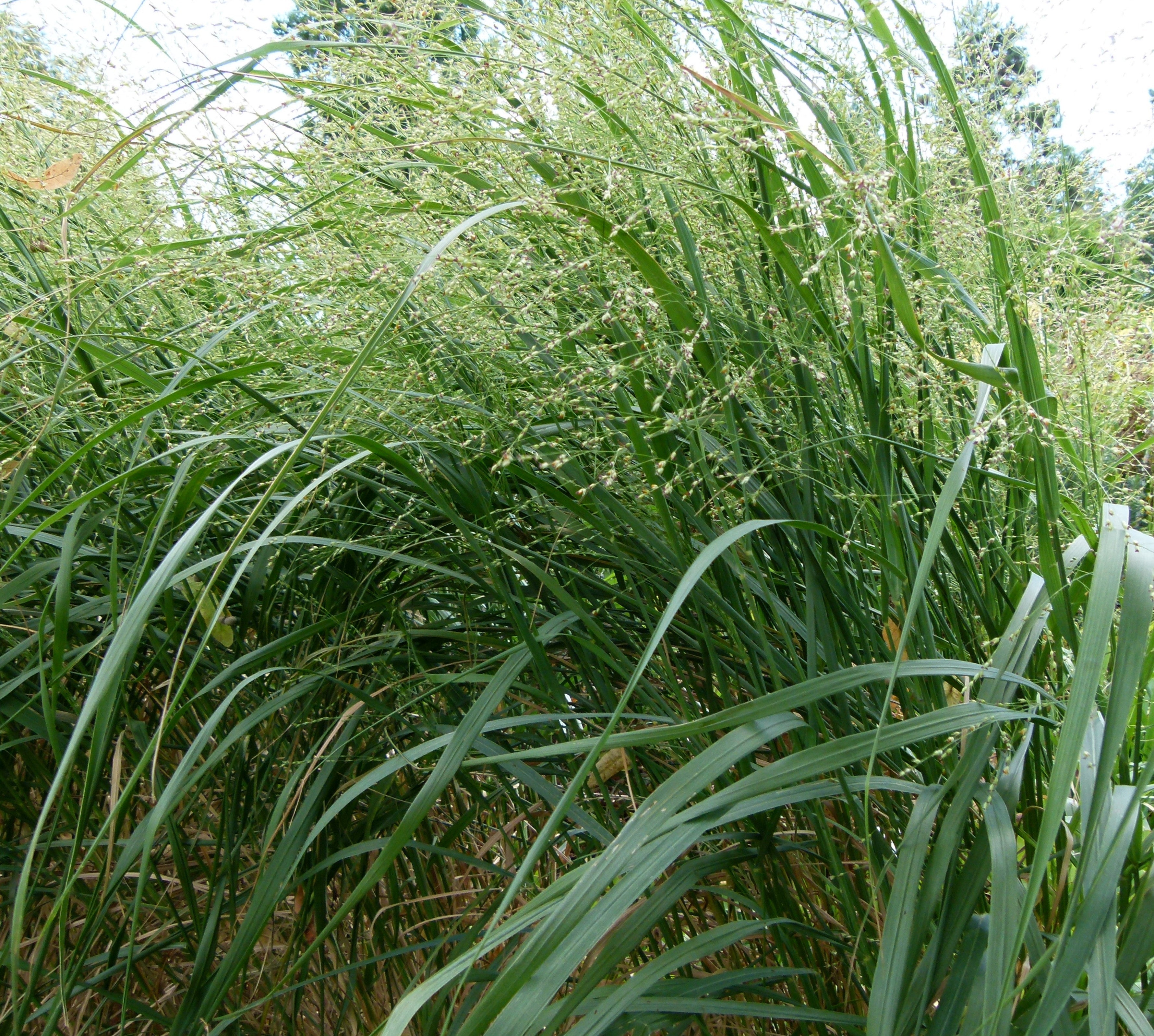 Panicum virgatum