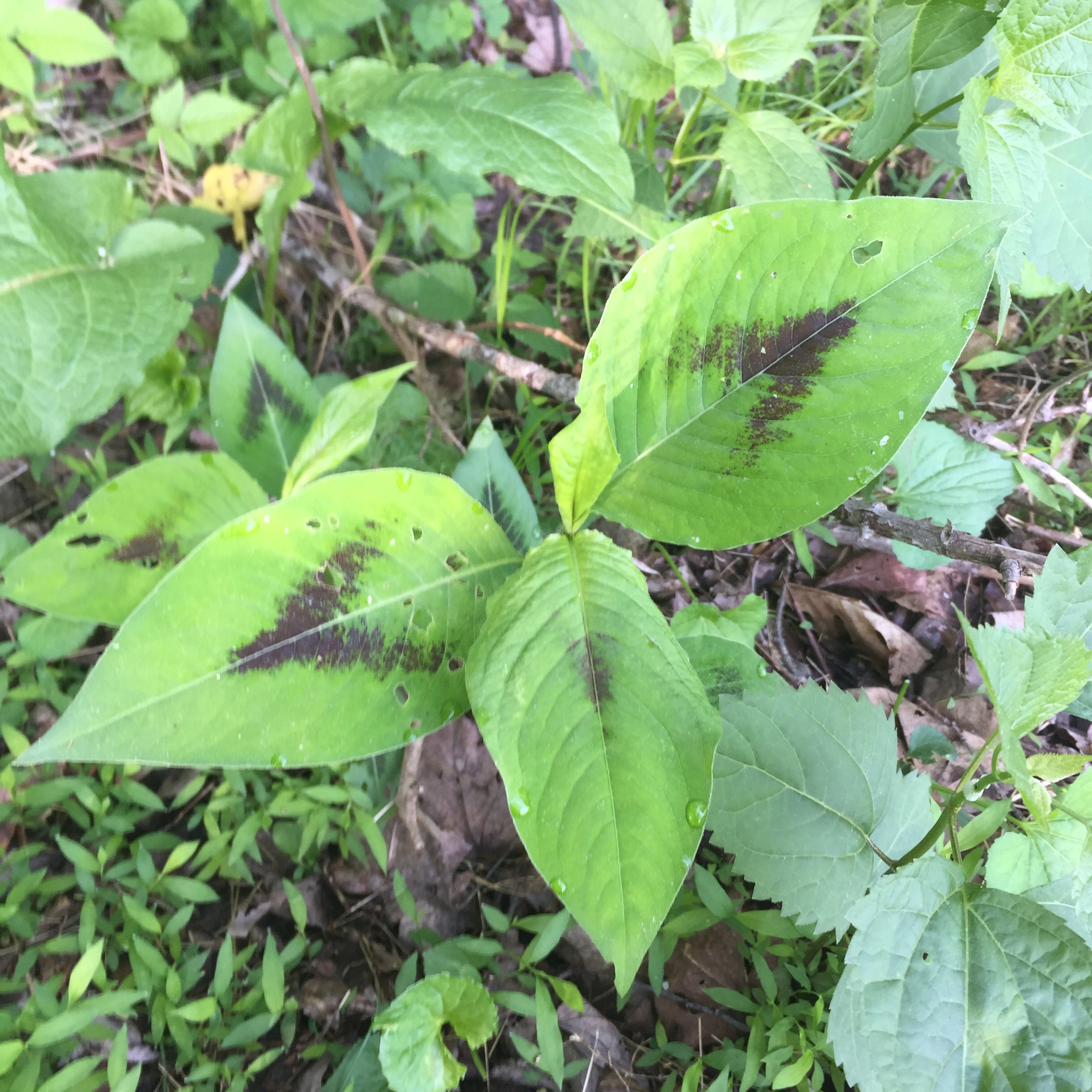 Persicaria virginiana