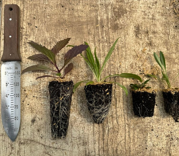 Plant plugs of different sizes on a table next to a measuring tool.