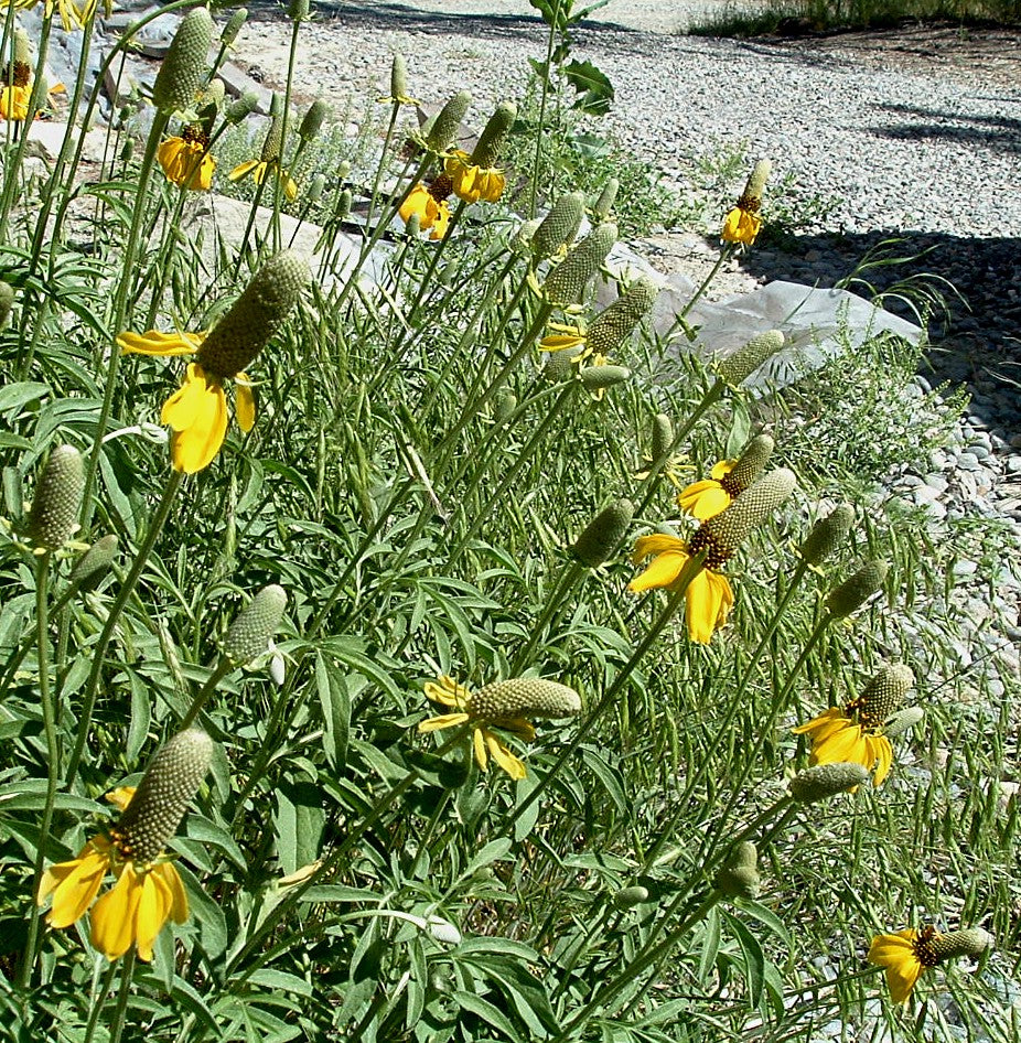 Ratibida columnifera