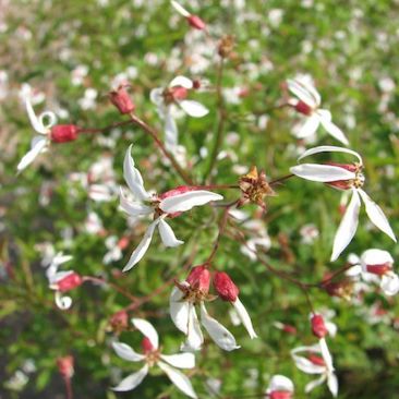 Porteranthus stipulatus