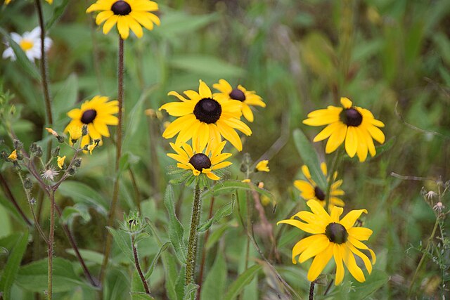 Rudbeckia hirta