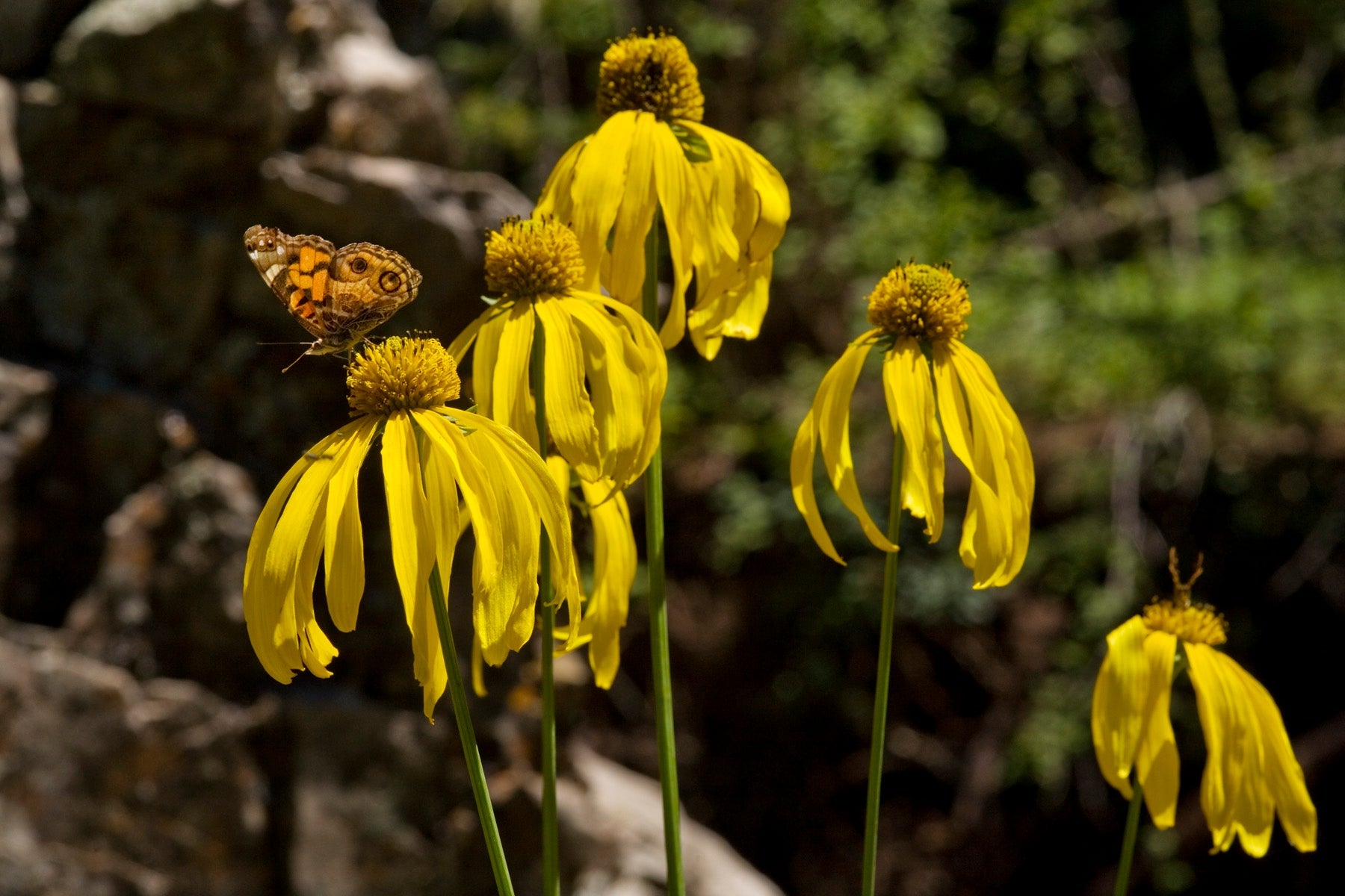 Rudbeckia laciniata
