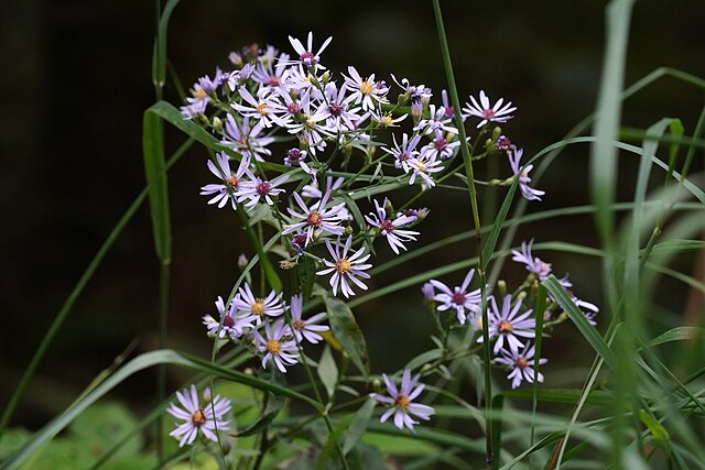 Symphyotrichum laeve