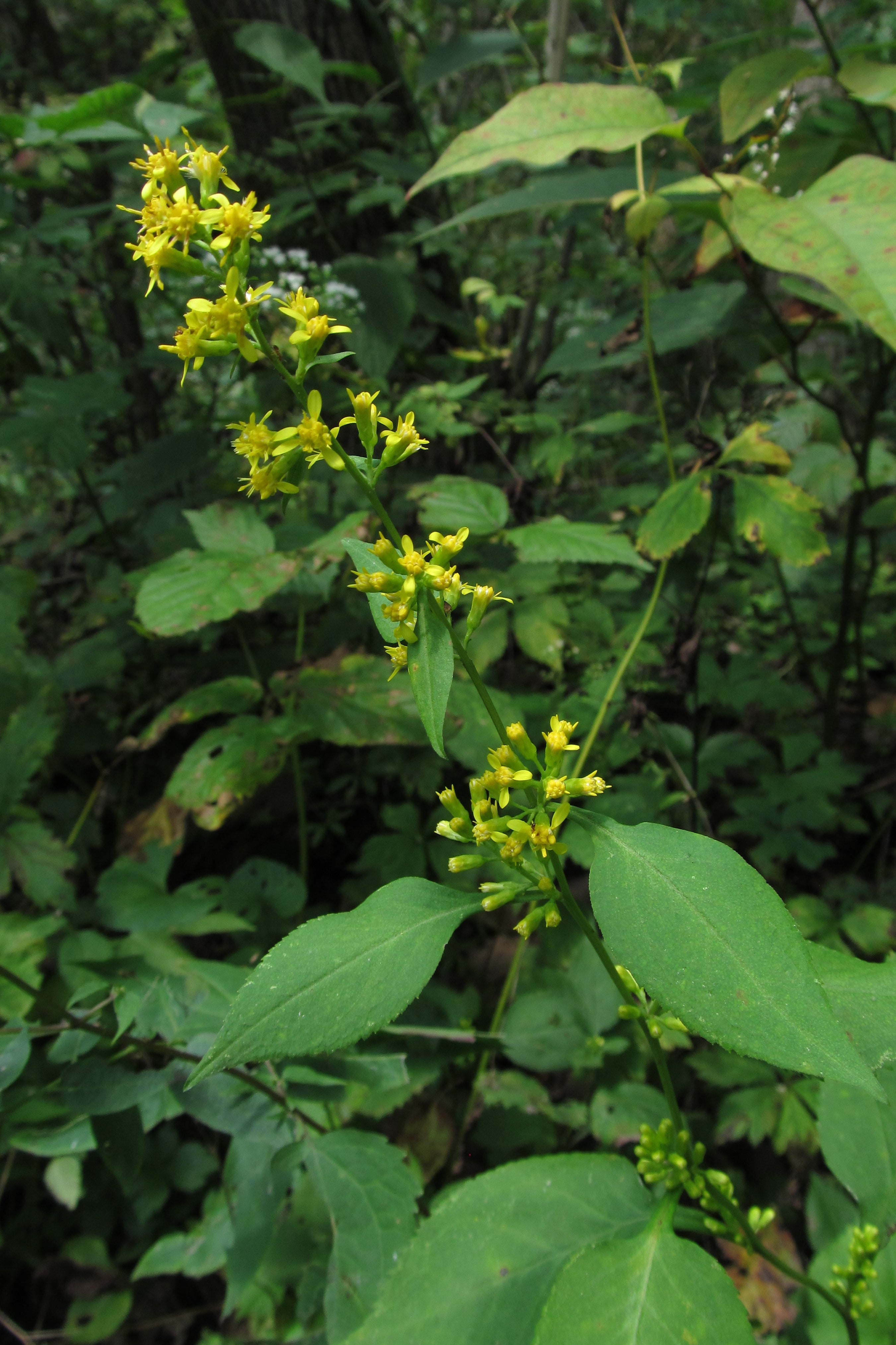 Solidago flexicaulis
