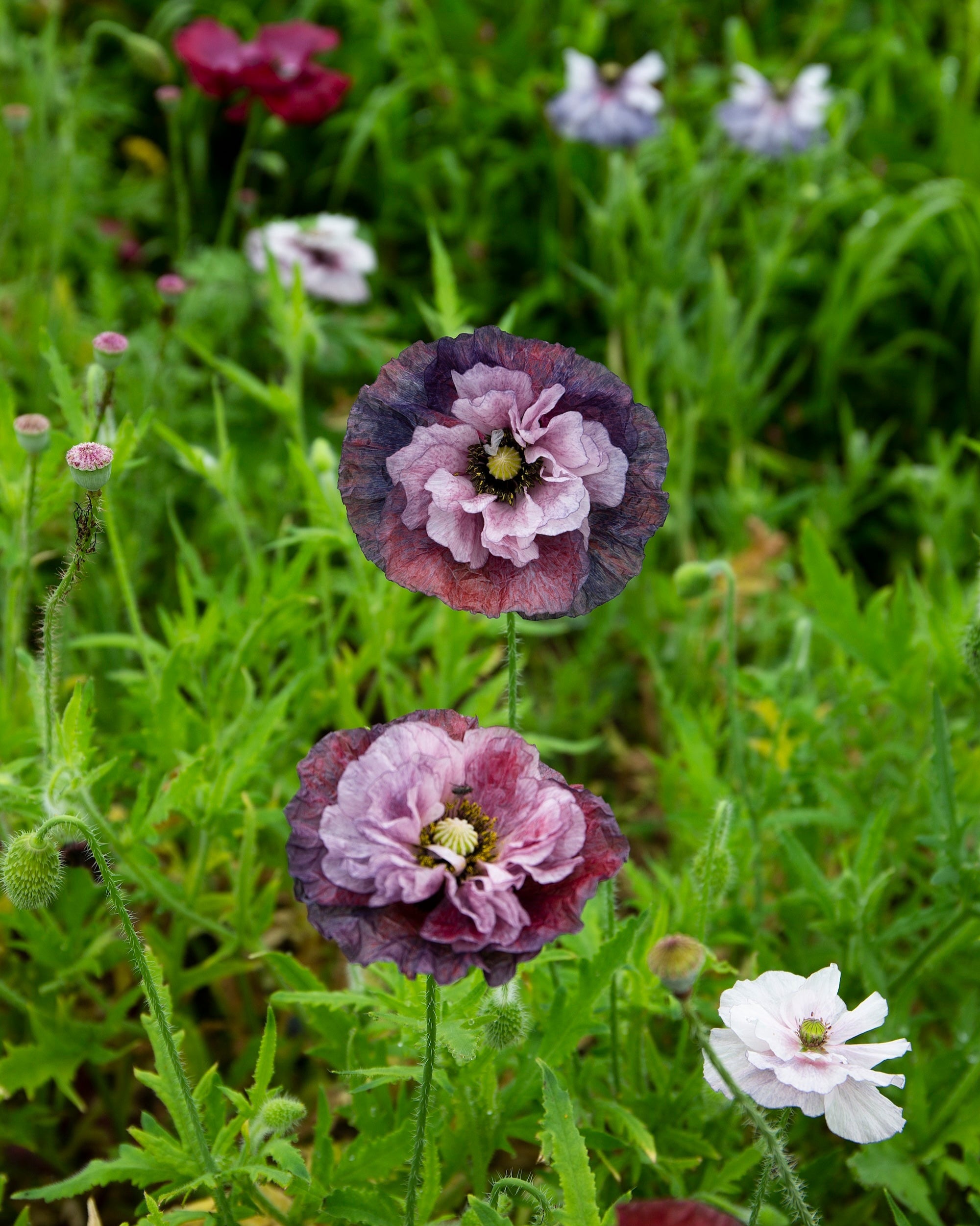 Native Flowers Growing in a field, with purple and pink blooms.