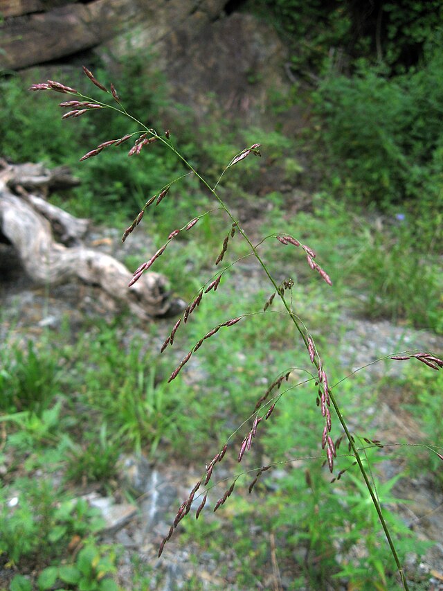 Tridens flavus