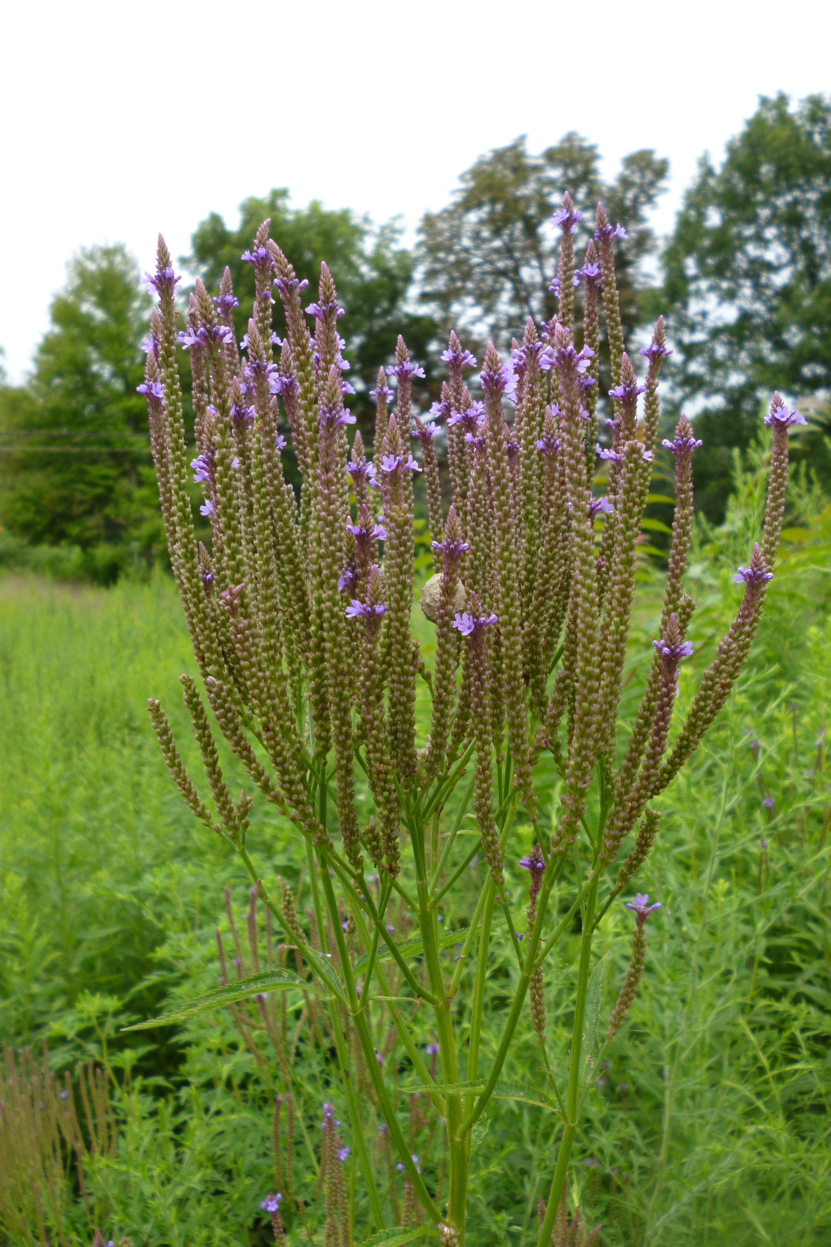 Verbena hastata