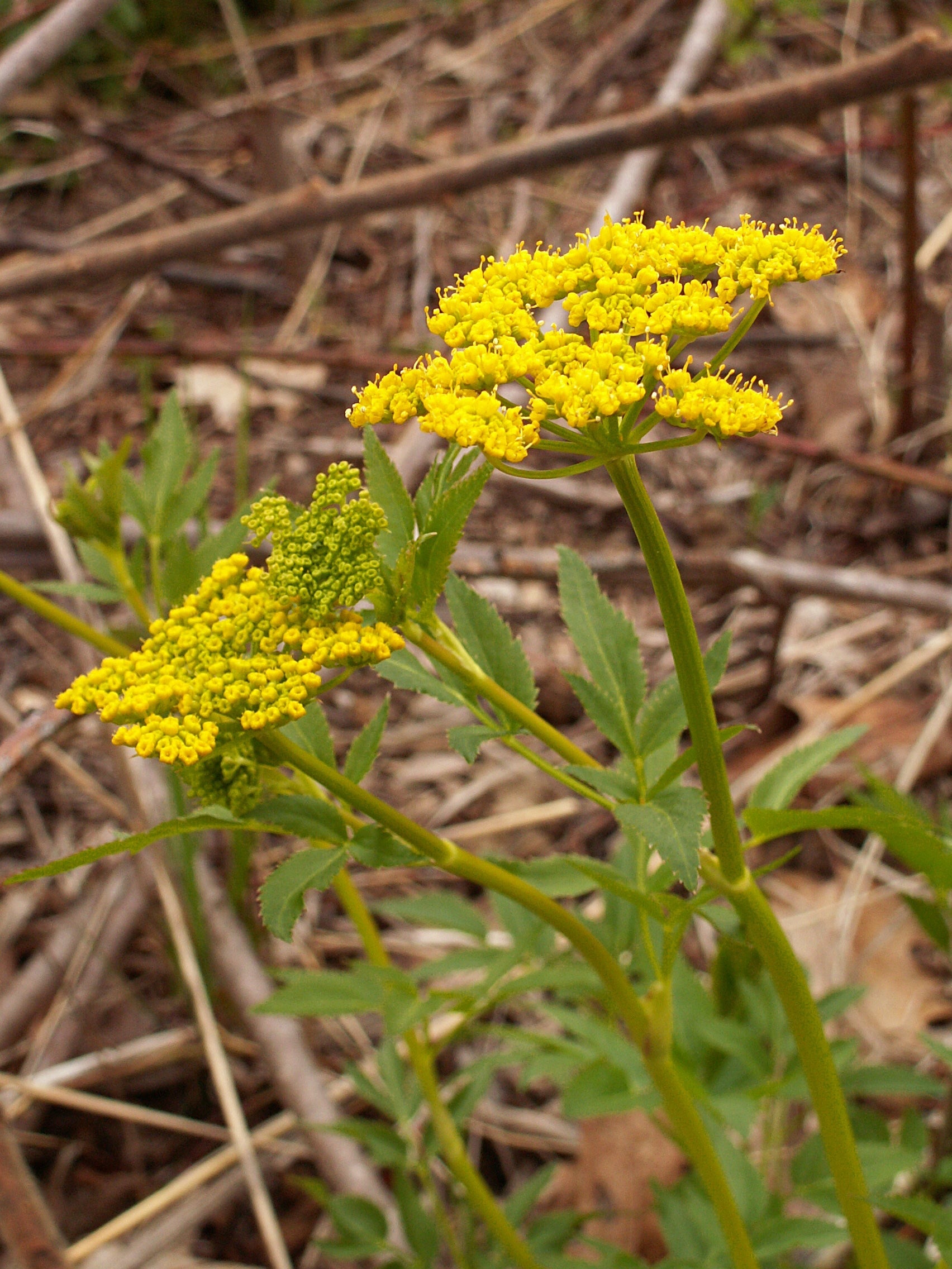 Zizia aurea