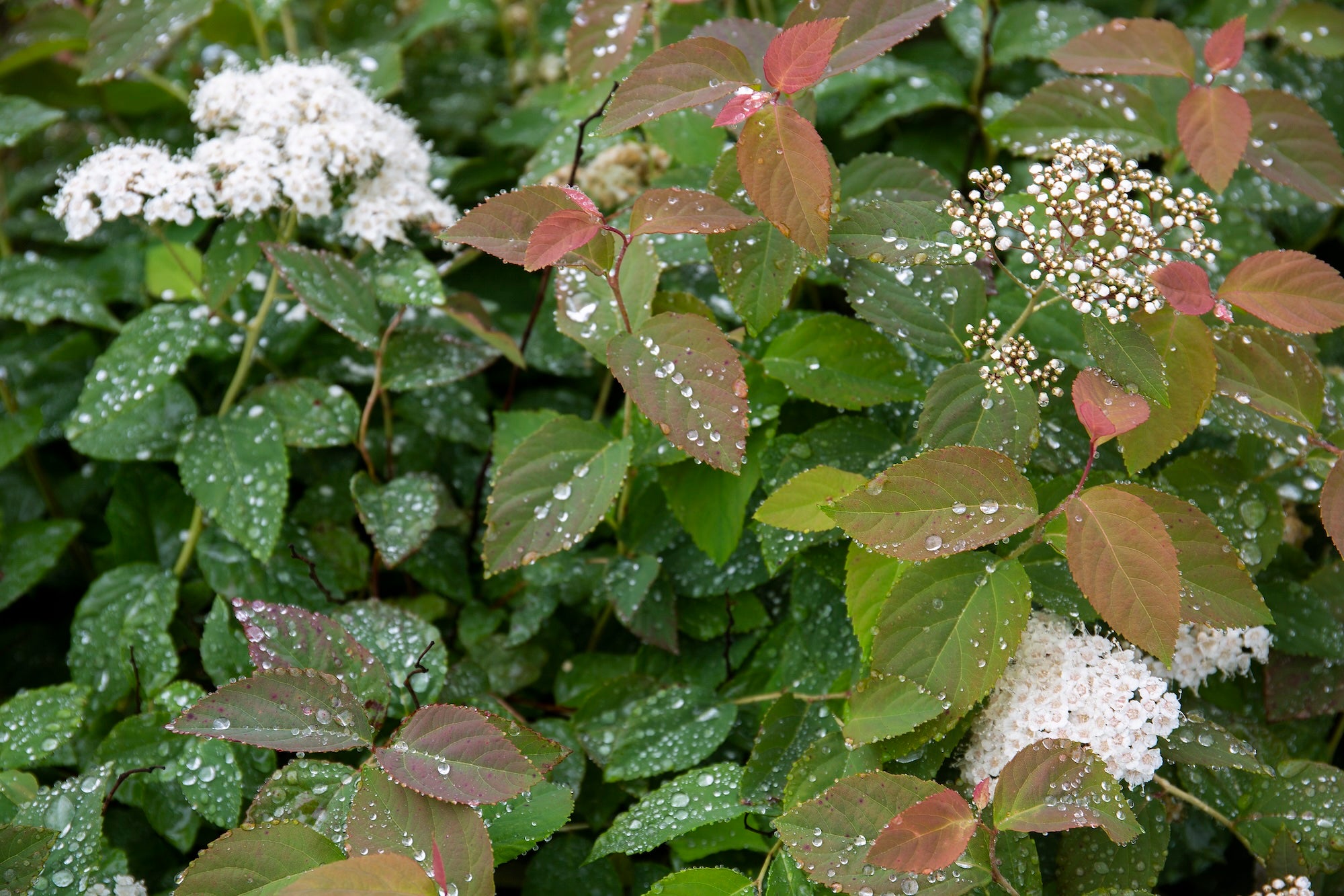 native plant with clusters of small white flowers and green and red leaves covered in raindrops.