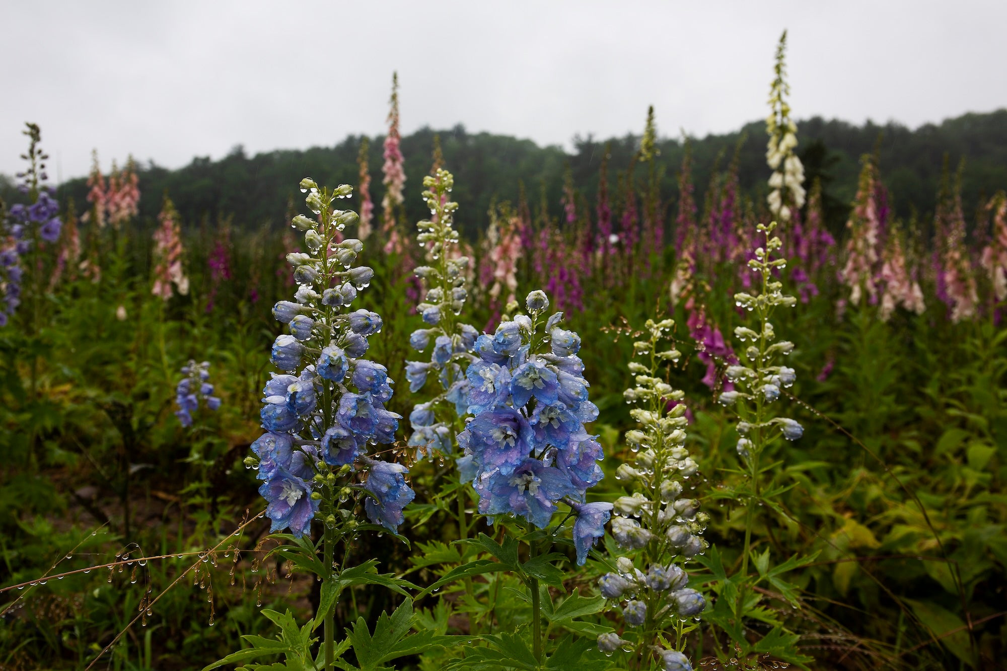 Blue, pink, and purple native wildflowers covered in raindrops, growing in a field with a forest in the background. 